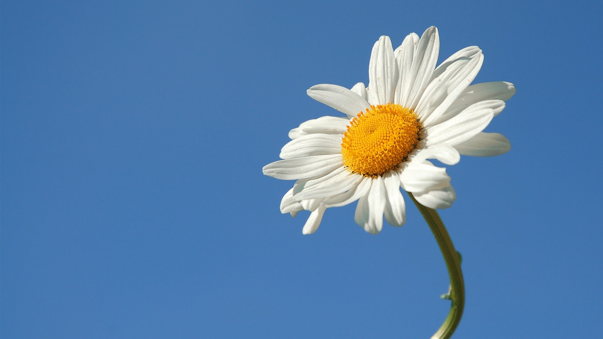 Bright and cheerful, Daisy close-up, Sunny disposition, Joyful flower, 1920x1080 Full HD Desktop