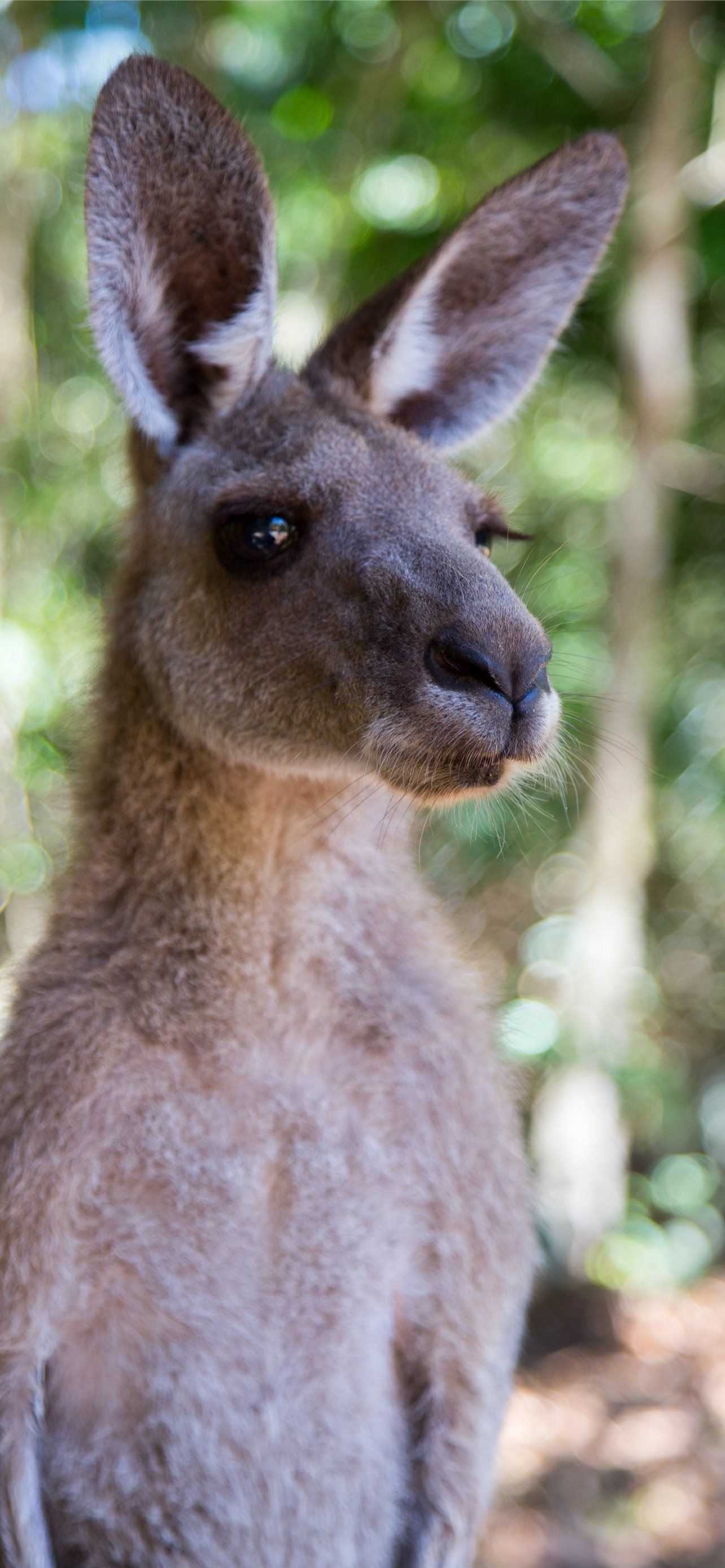 Kangaroo (Animals), Kangaroo wallpaper, Artistic imagery, Nature's charm, 1290x2780 HD Phone