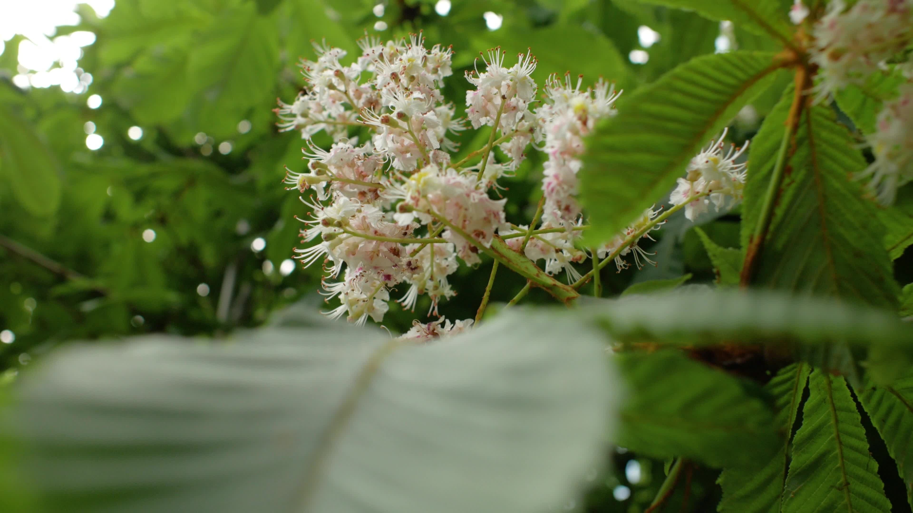 Chestnut tree, Chestnut flowers, Spring season, Stock video, 3840x2160 4K Desktop