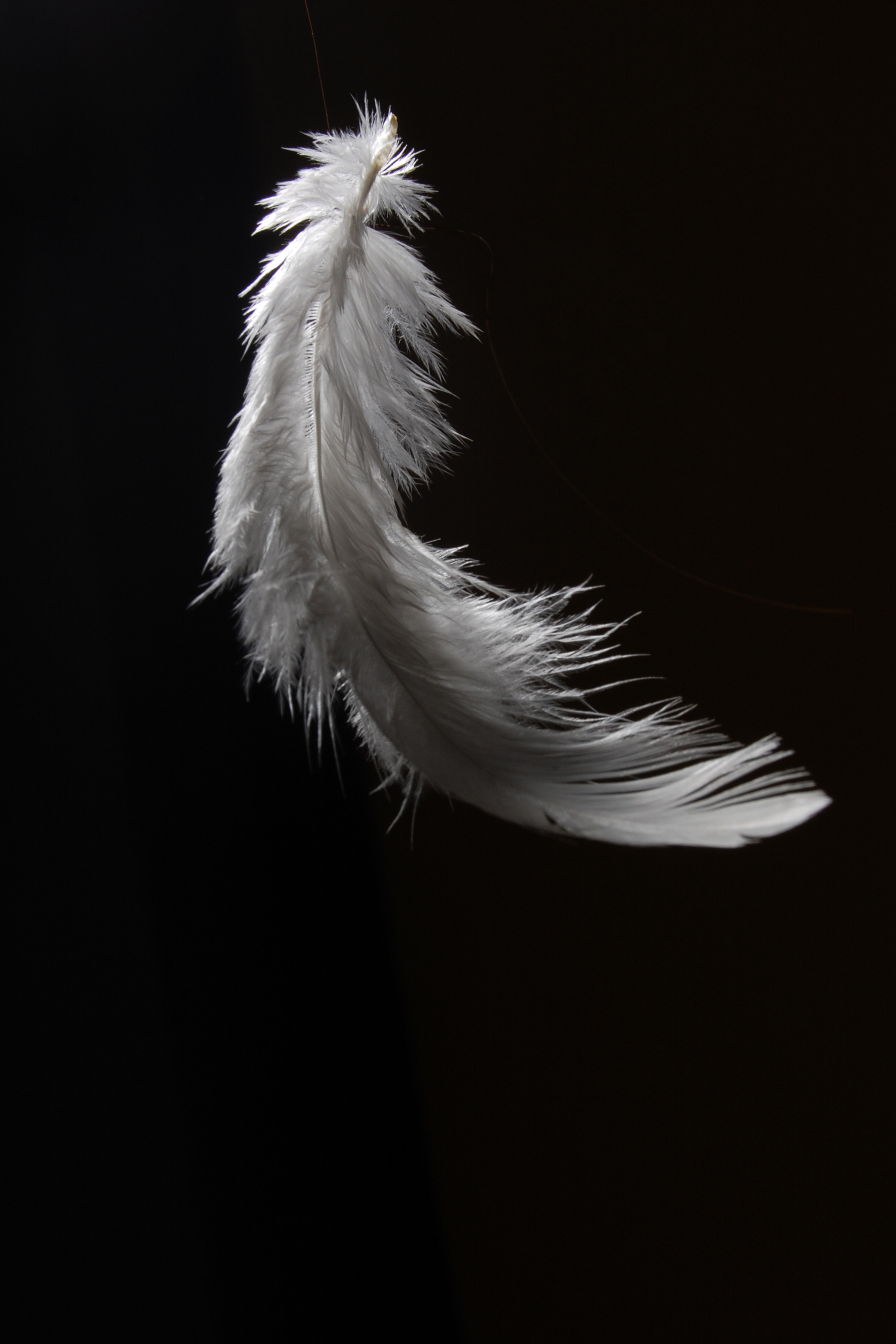 Feather art, Natural beauty, Elegant accessory, Symbol of grace, 1800x2700 HD Phone