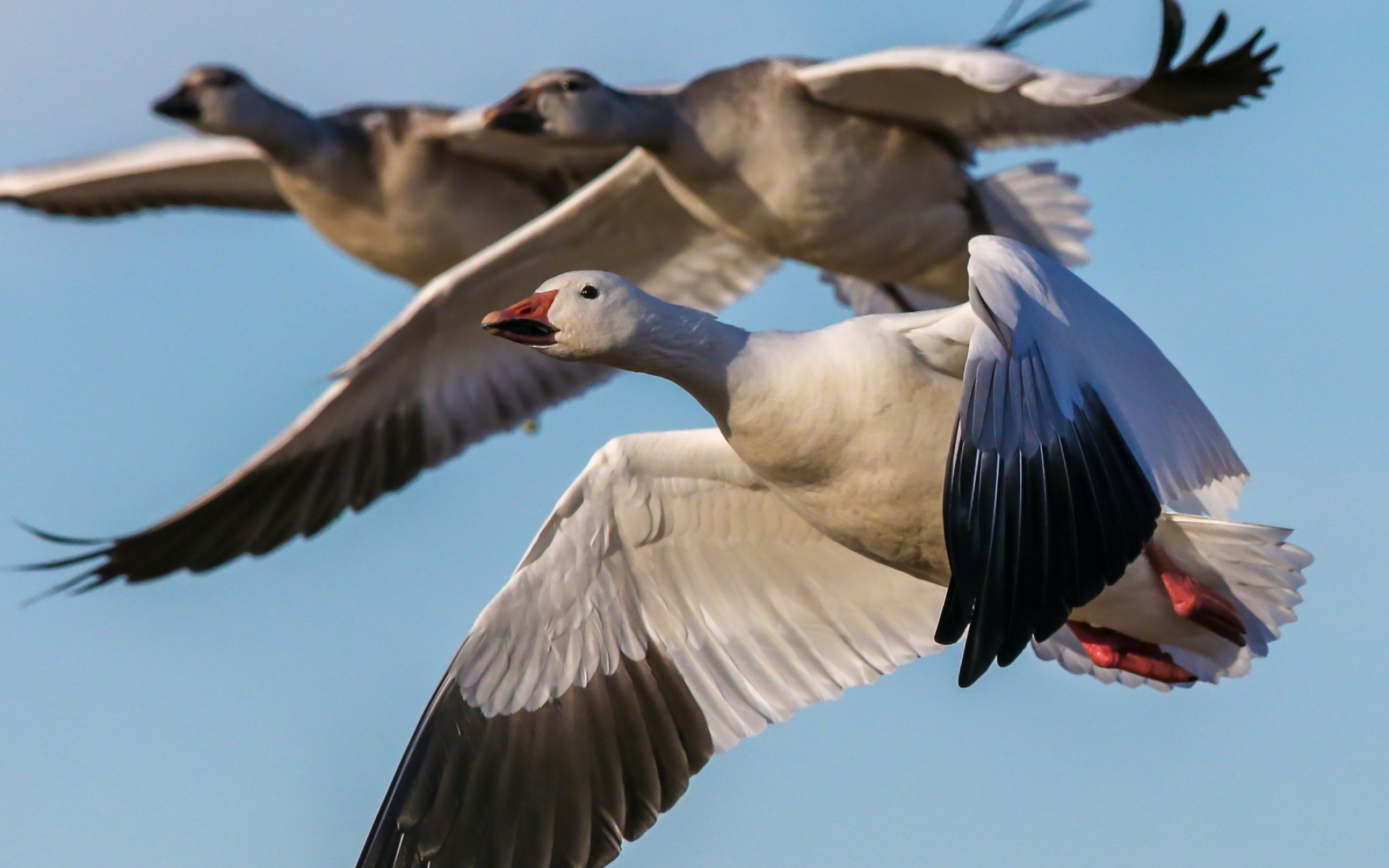 Canadian goose, Animal wallpaper, Feathered beauty, Avian marvel, 1920x1200 HD Desktop