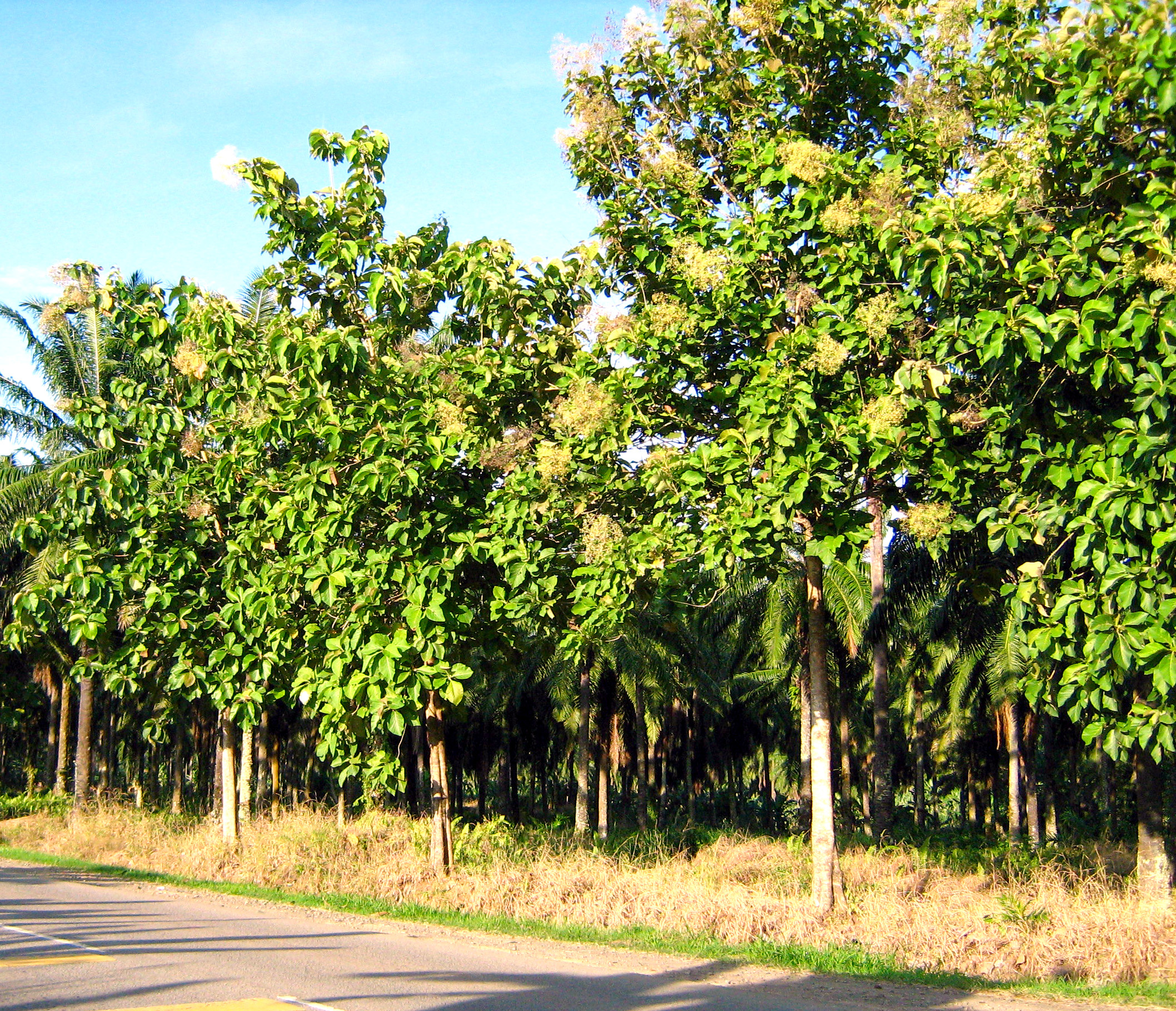 Teak trees, Fruity elegance, Natural mystique, Exotic allure, 2120x1820 HD Desktop