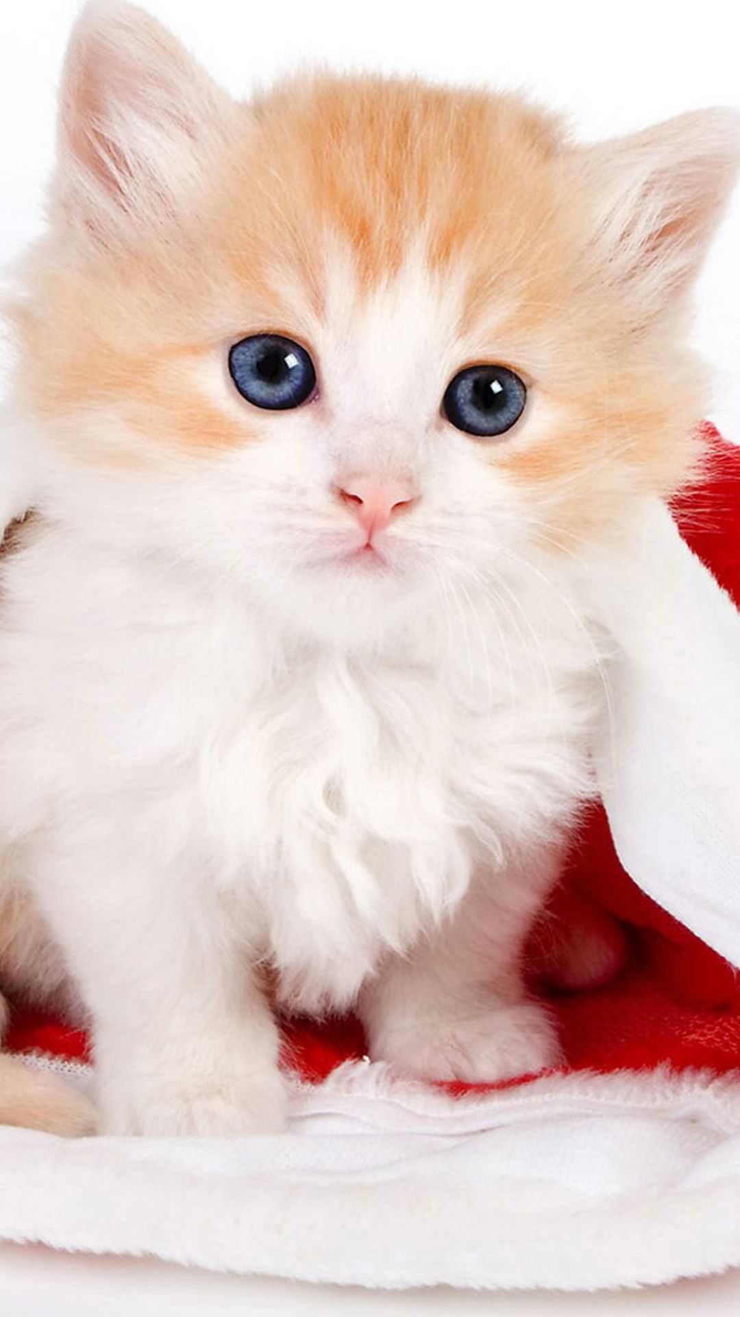 Kitten background, Cute feline, 1080x1920 Full HD Phone