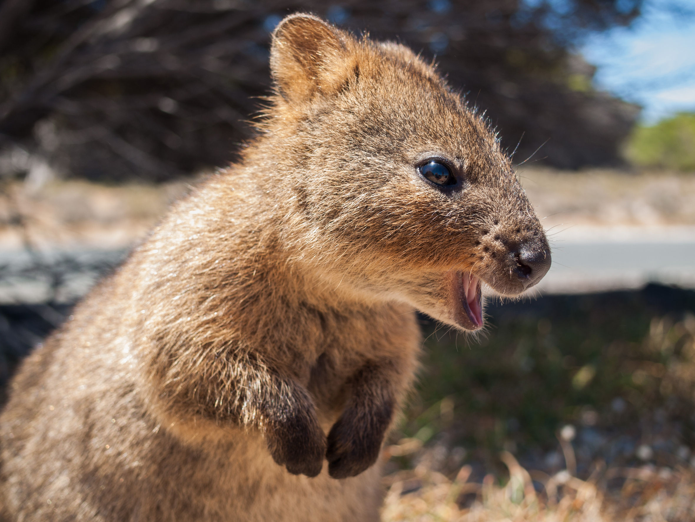 Quokka controversy, Tourism incident, Animal cruelty, Environmental conservation, 2370x1780 HD Desktop