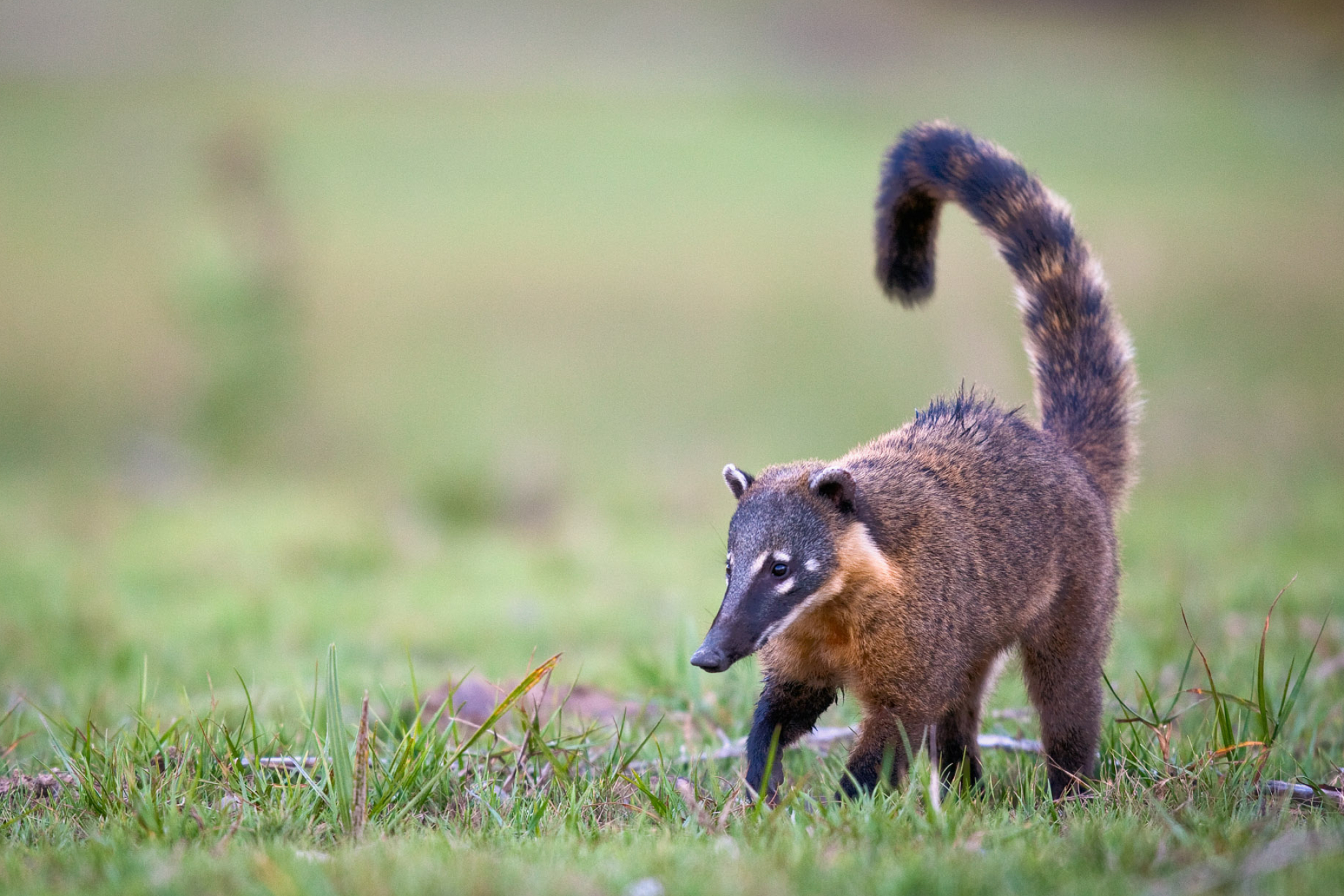 South American coati, Will Burrard-Lucas, 2050x1370 HD Desktop