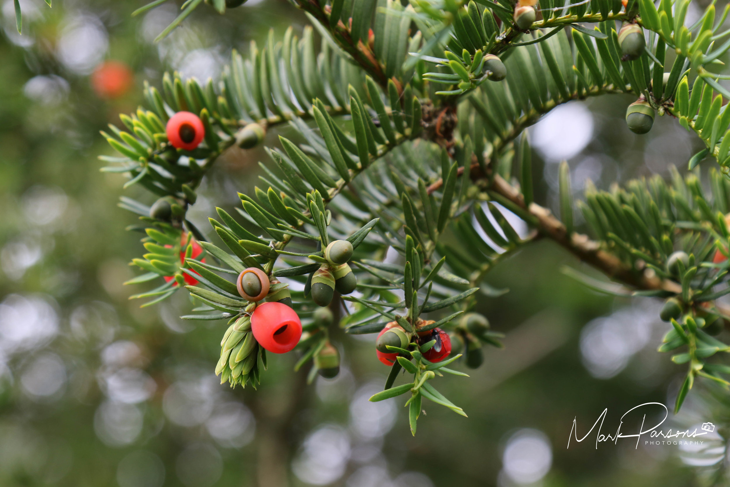 Macro, Mark Parsons Photography, 2500x1670 HD Desktop