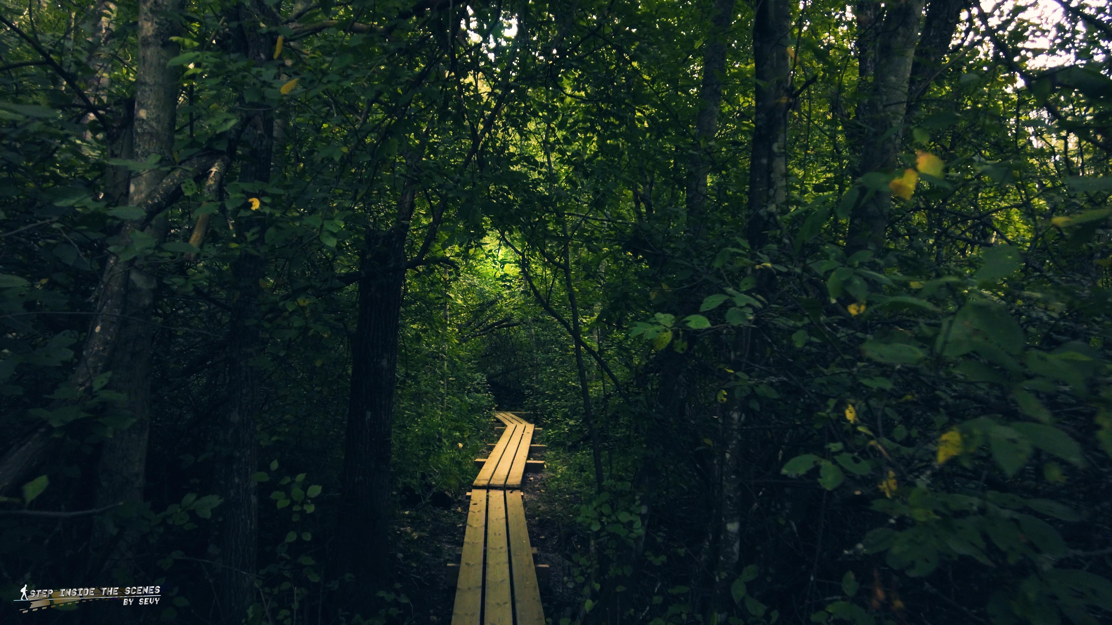 Jungle paradise, Nature's greenery, Lush foliage, Serene tranquility, 3840x2160 4K Desktop