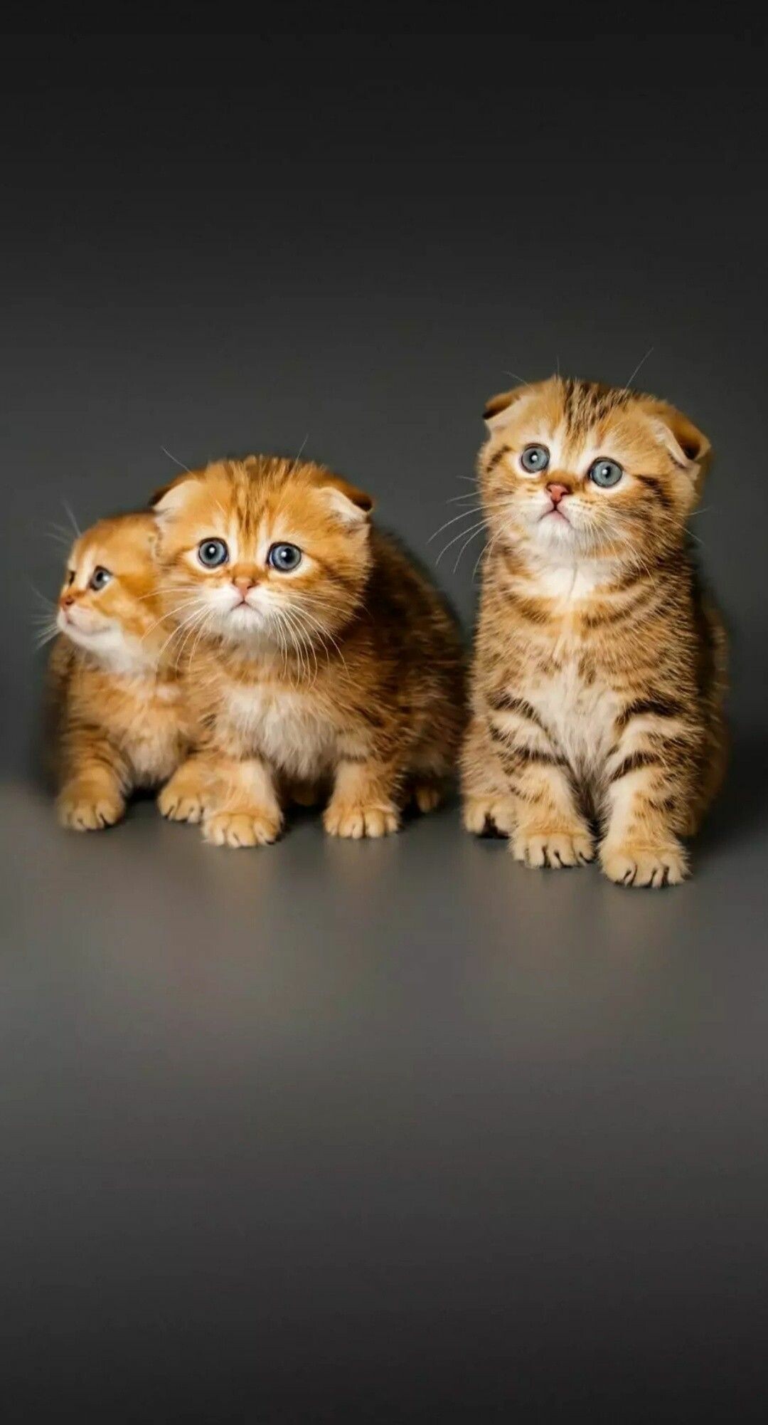 Siblings, Scottish Folds Wallpaper, 1080x2010 HD Phone