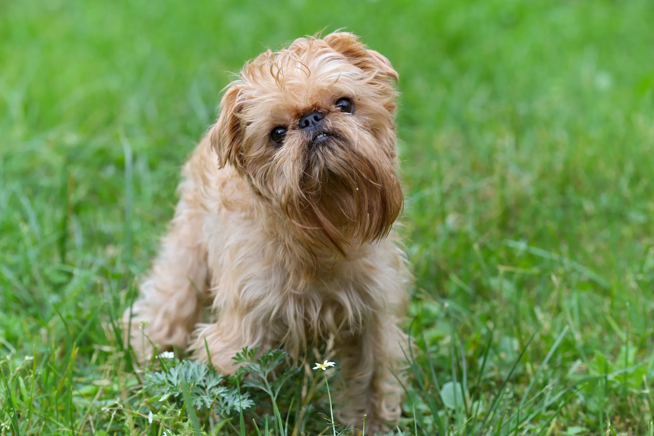 Brussels Griffon, Small dog breeds, Cute dogs, Popular pets, 2130x1420 HD Desktop