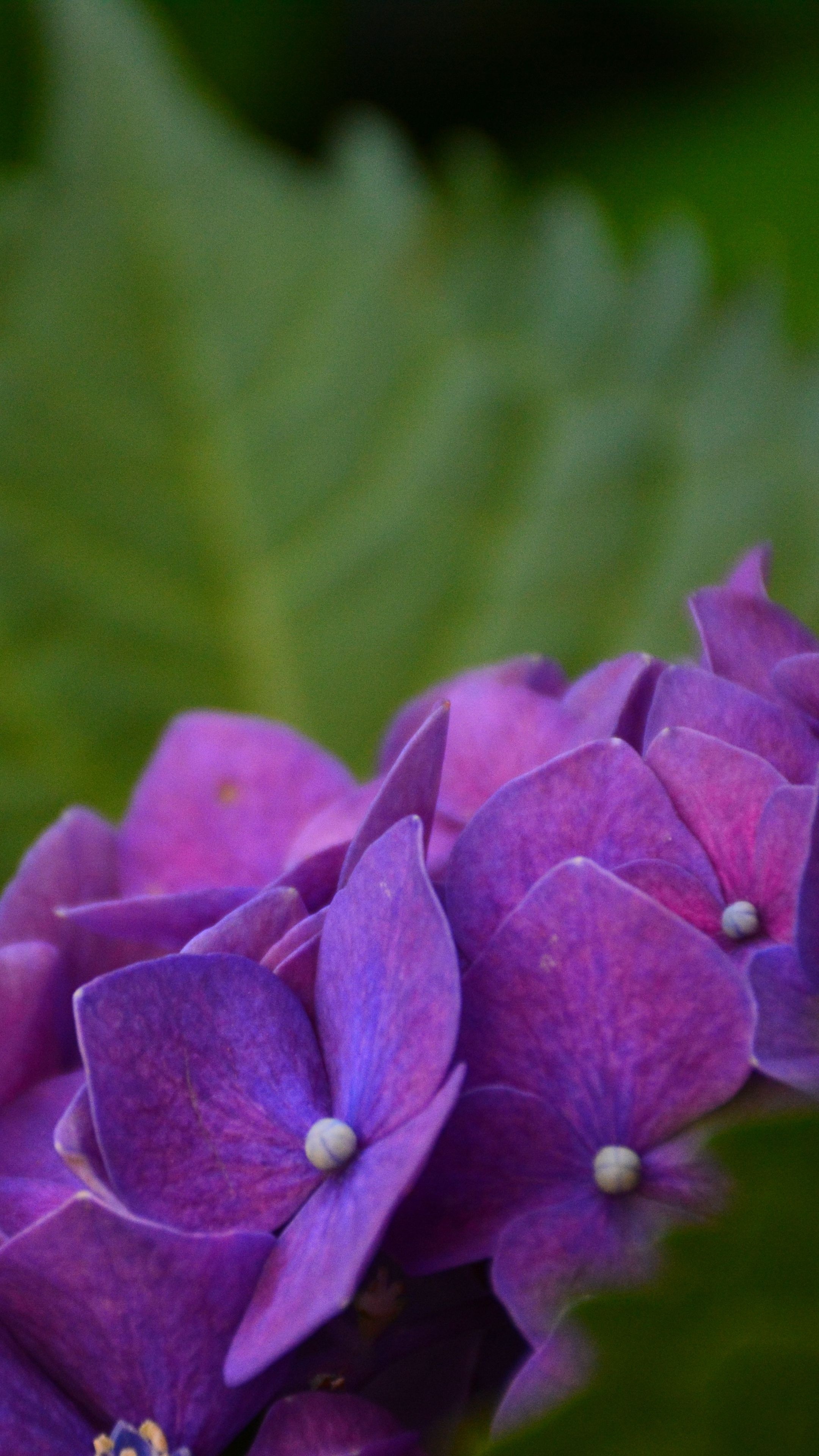 Hydrangea bush, Lush foliage, Stunning blooms, Garden paradise, 2160x3840 4K Phone