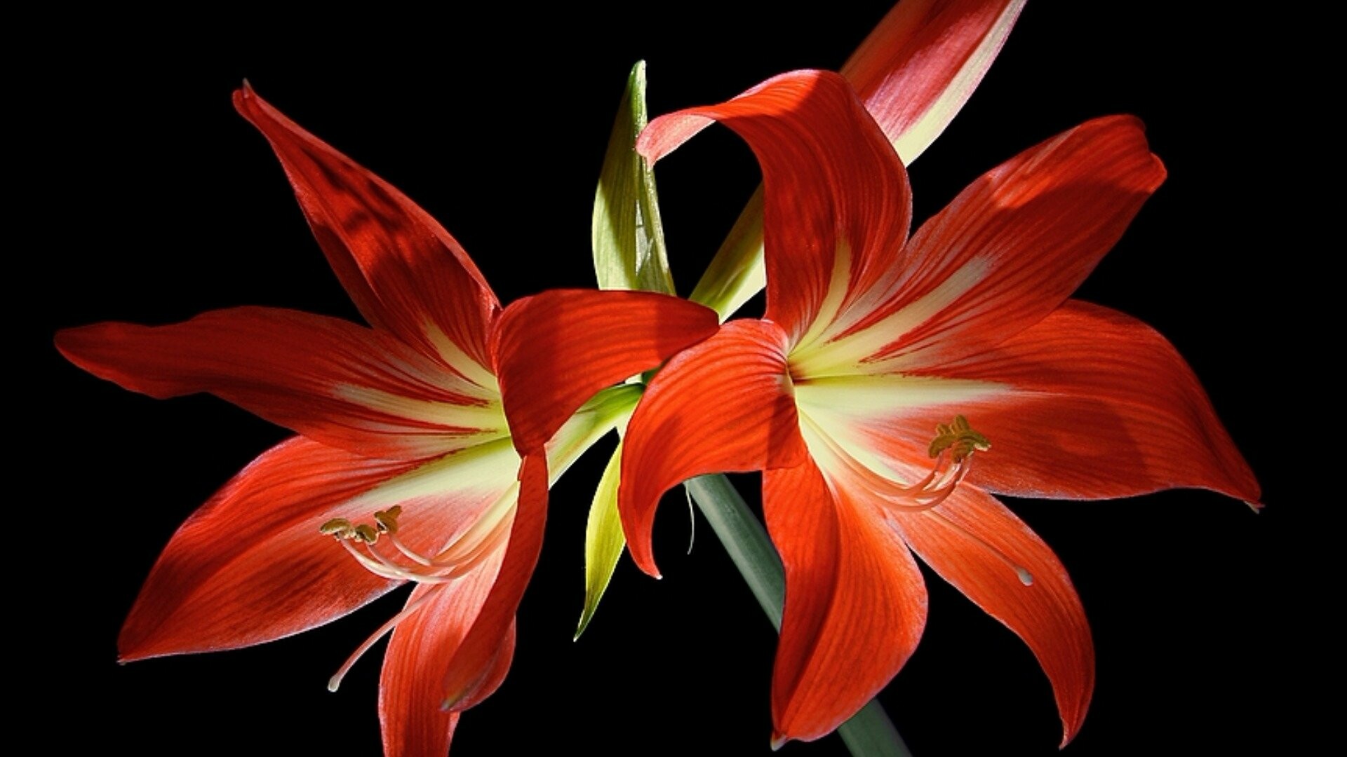 Lily wallpapers, Full HD, 1080p, Desktop backgrounds, 1920x1080 Full HD Desktop