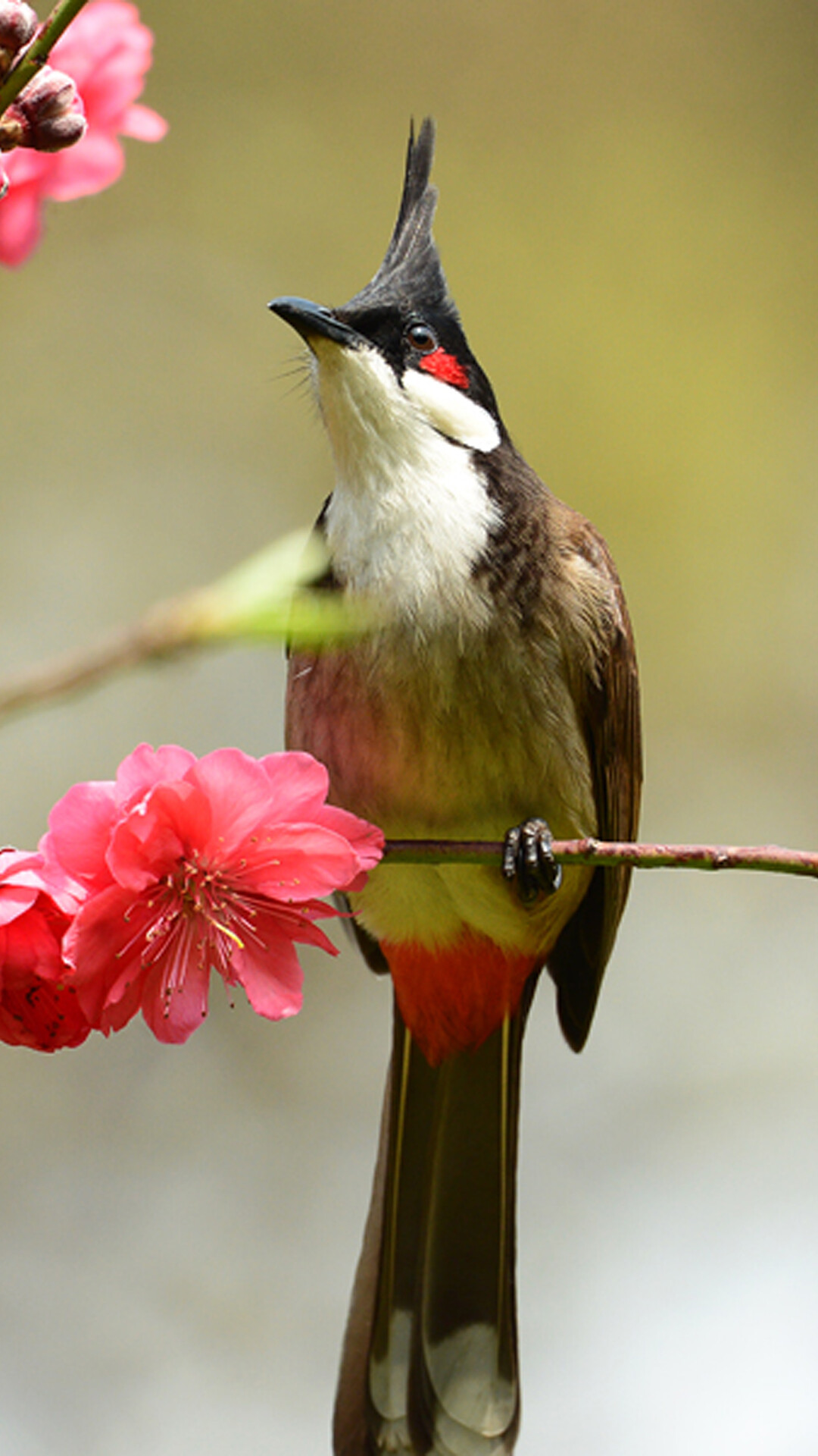 Red-whiskered bulbul, Birds Wallpaper, 1080x1920 Full HD Phone