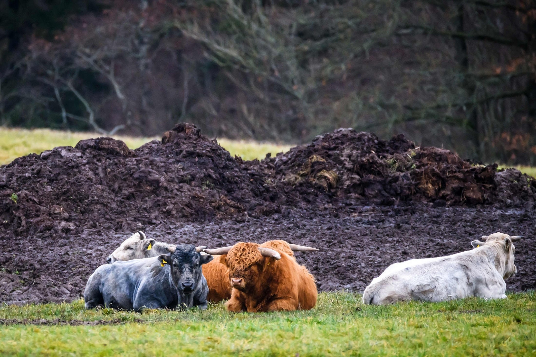 Symbolic blue cows, Latvian art project, Colorful cow sculptures, Cultural significance, 2200x1470 HD Desktop