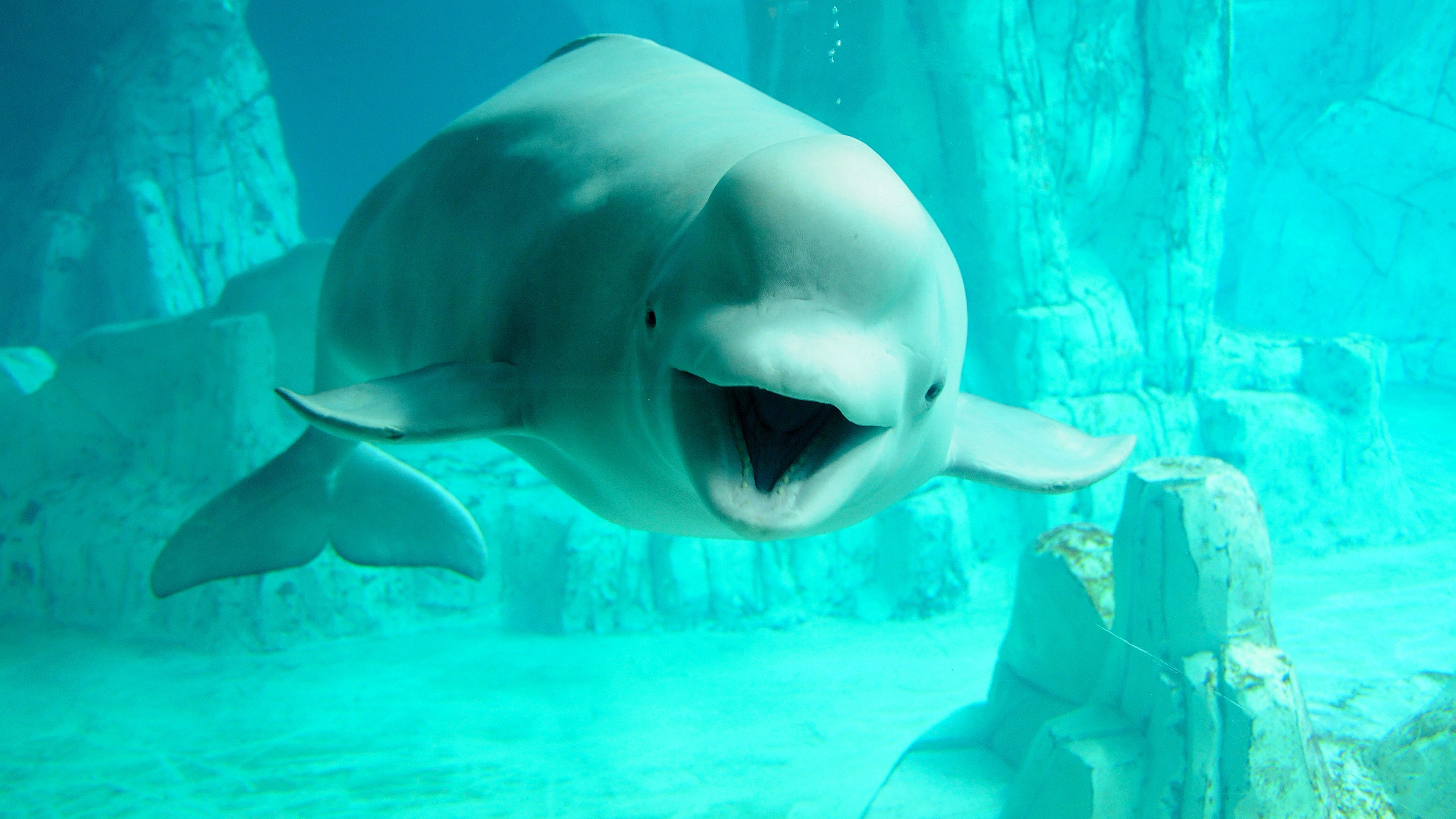 Beluga Whale, Best wallpaper, Oceanic beauty, Marine mammal, 3840x2160 4K Desktop