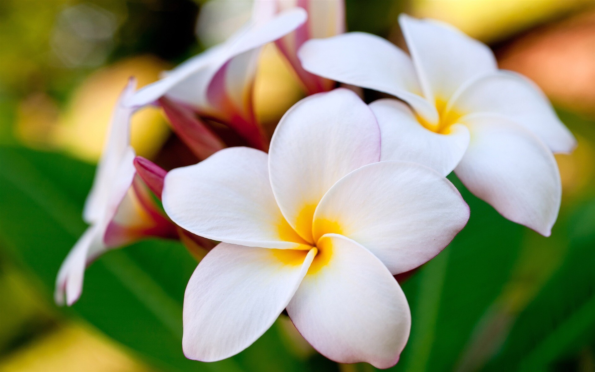 Macro shot beauty, White and yellow flowers, Stunning wallpaper, Detailed image, 1920x1200 HD Desktop