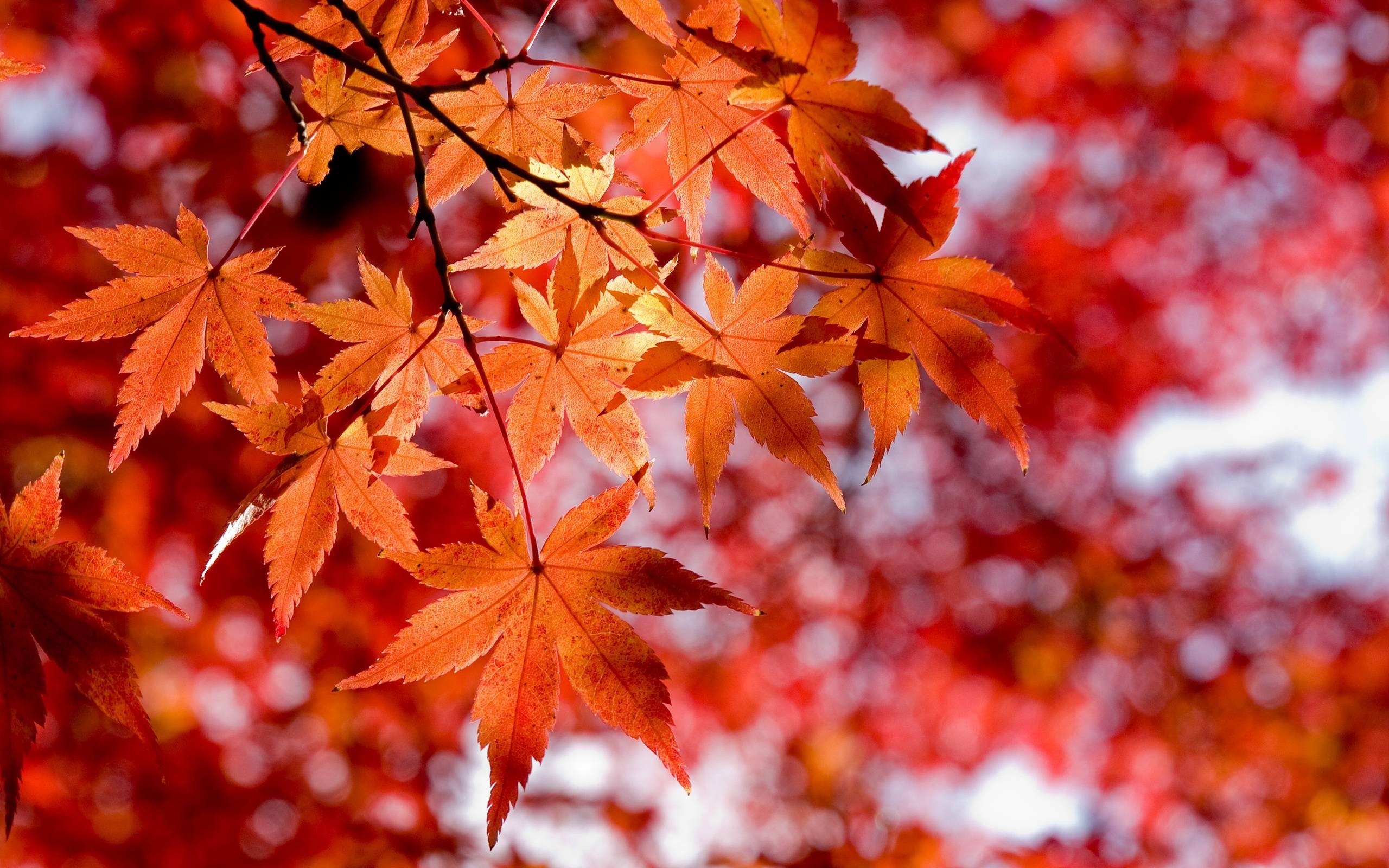 Maple forest, Nature's sanctuary, Lush greenery, Serene atmosphere, 2560x1600 HD Desktop