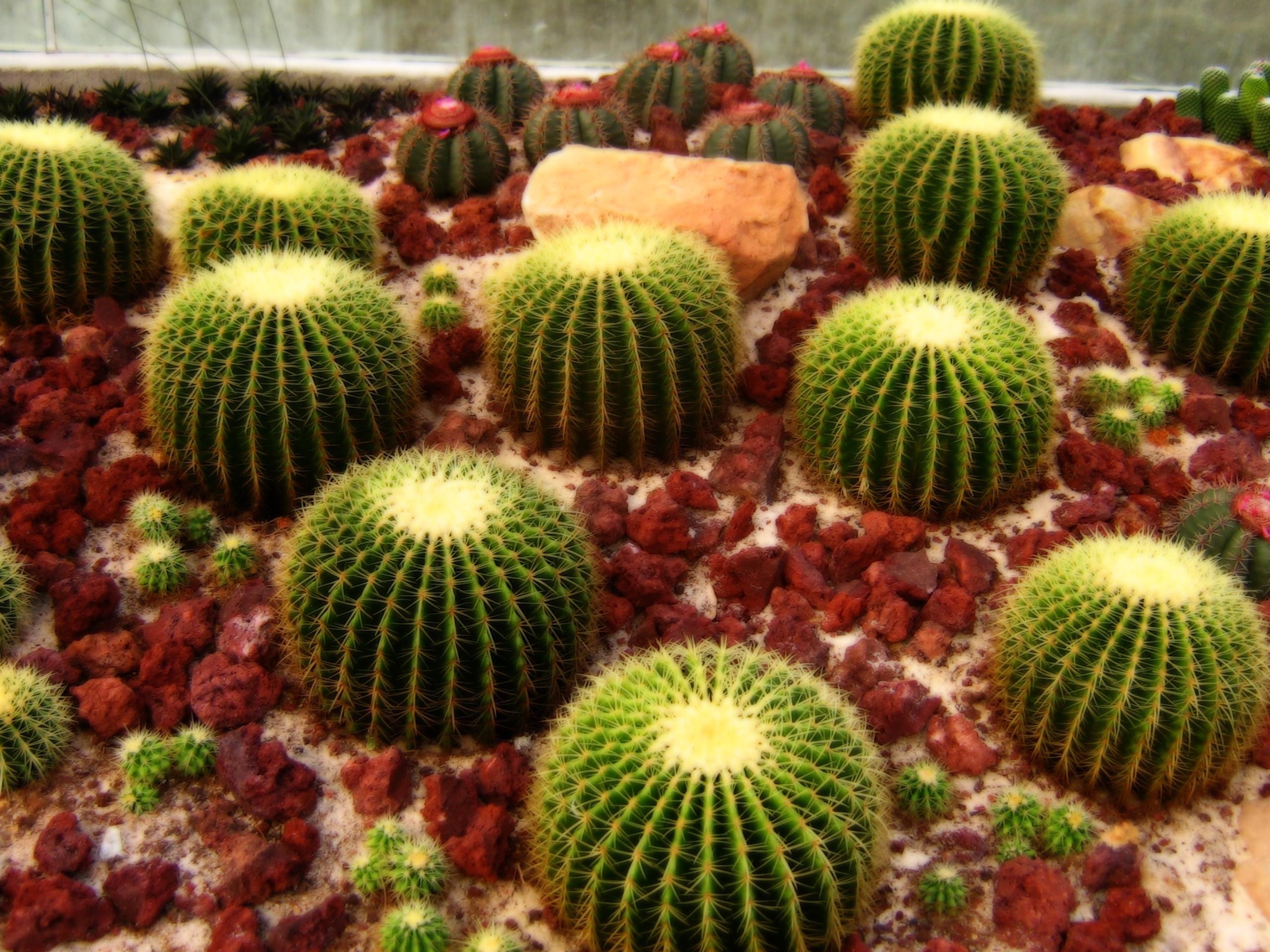 The golden barrel, Cactus Wallpaper, 2560x1920 HD Desktop