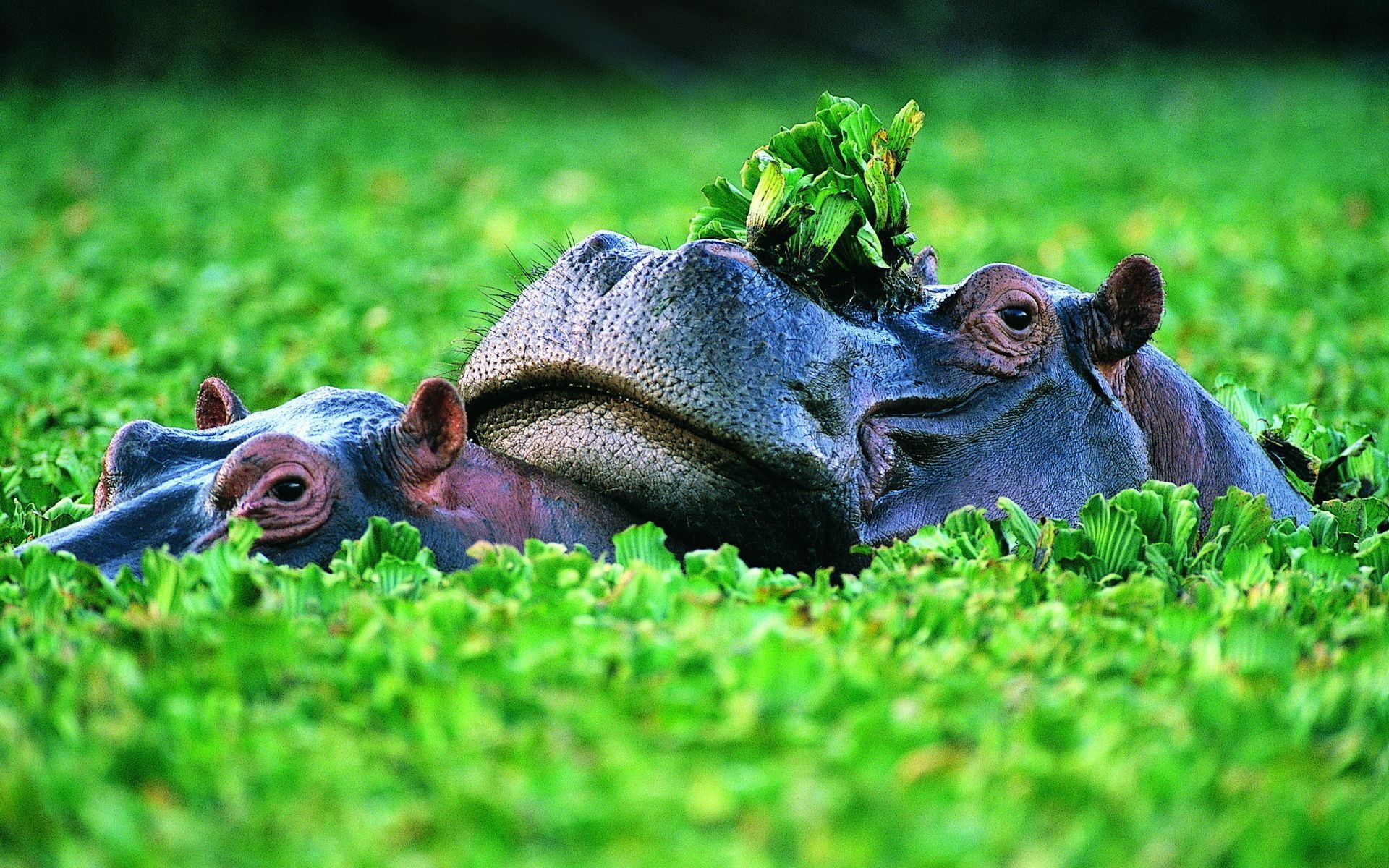 Baby hippo, Cute animals, San Diego, Funny animals, 1920x1200 HD Desktop