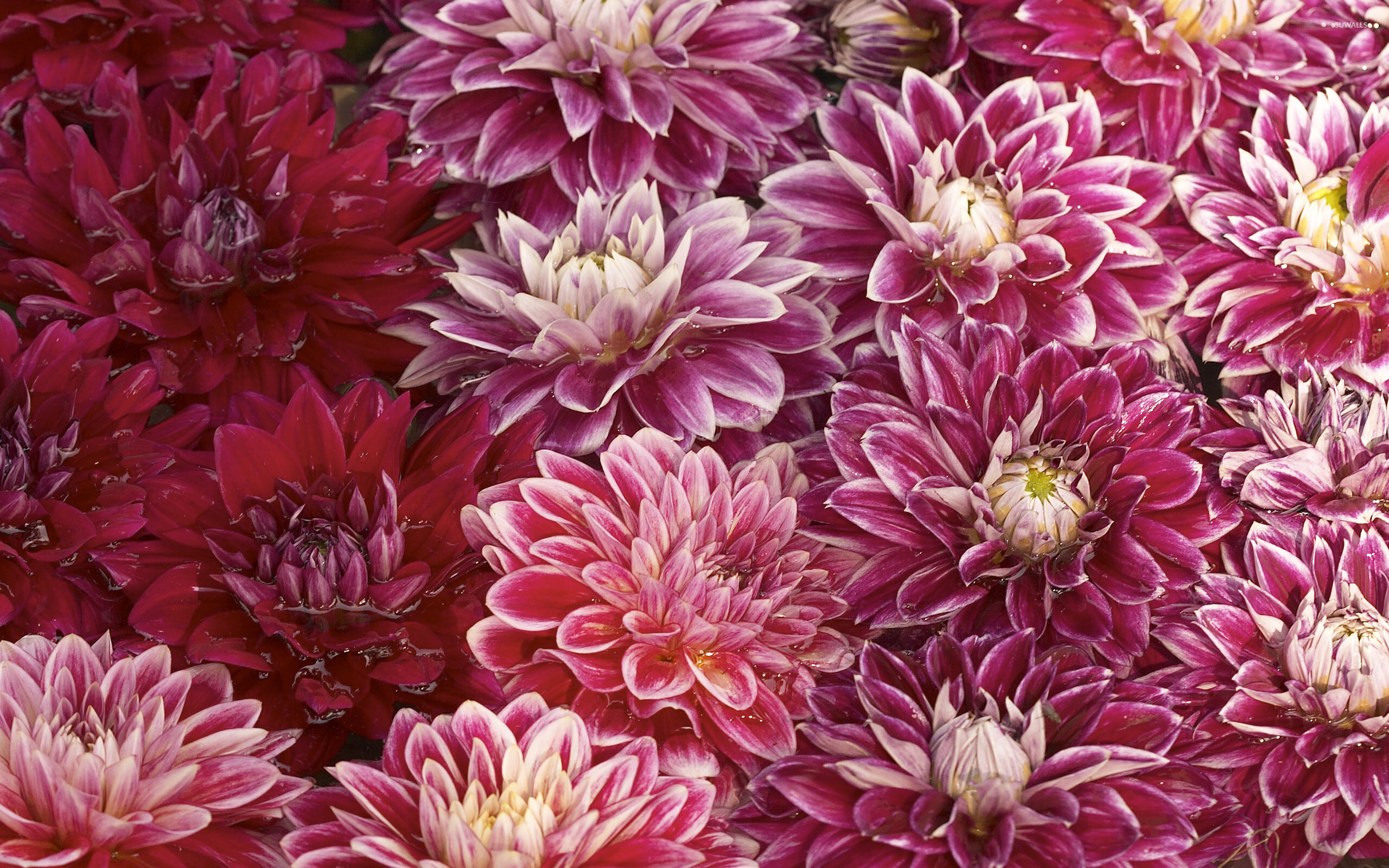 Chrysanthemum, 3D wallpaper, Floral wonder, Vibrant colors, 2560x1600 HD Desktop