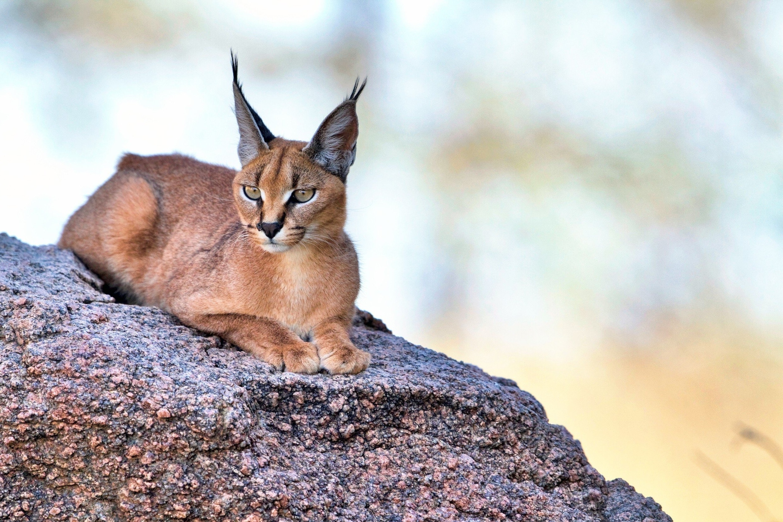 Caracal, Cats, Long-eared, Rock sitting, 2500x1670 HD Desktop