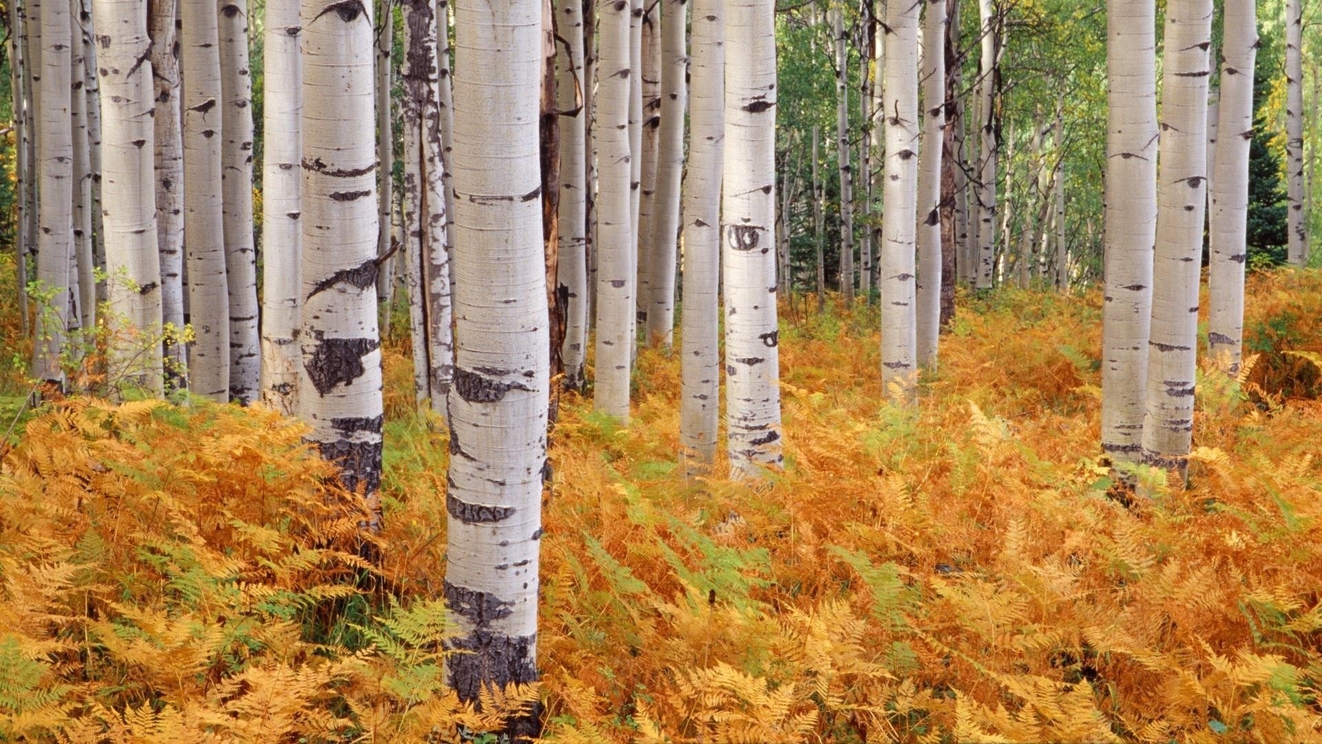 Birch tree wallpapers, 26 wallpapers, Birch tree, 1920x1080 Full HD Desktop