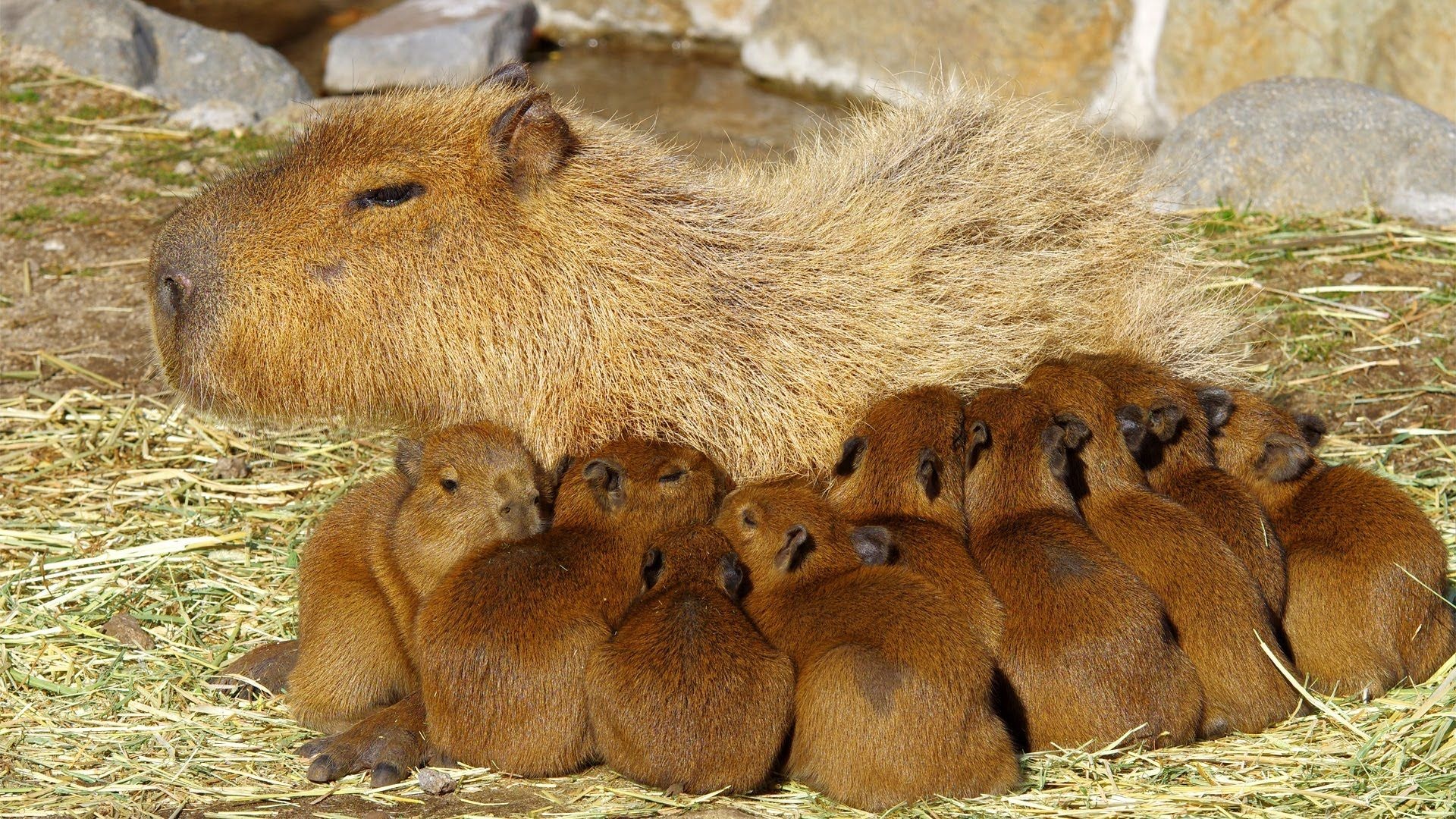 Mother and babies, Capybaras Wallpaper, 1920x1080 Full HD Desktop