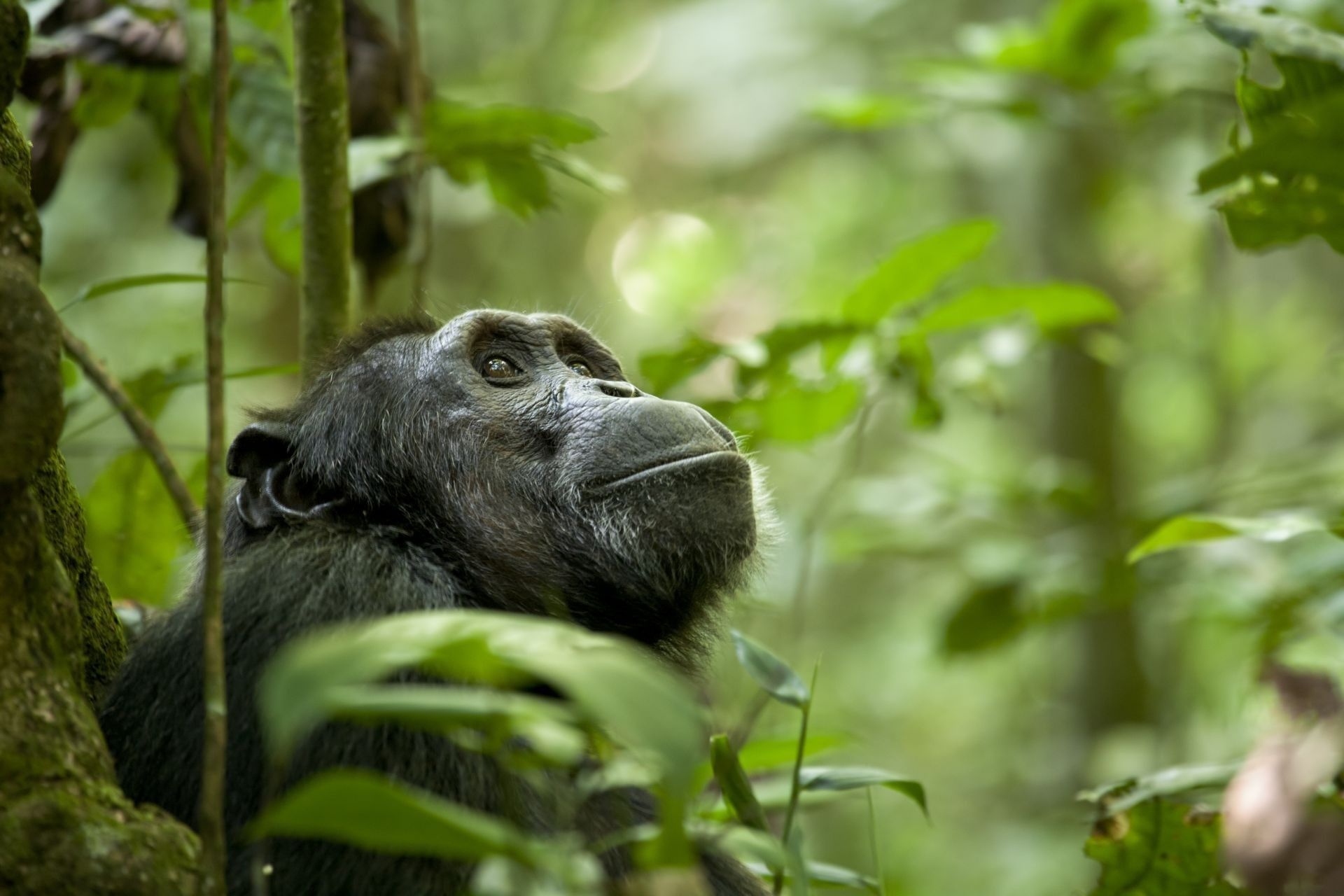 Chimpanzee, HD wallpapers, Top picks, Natural beauty, 1920x1280 HD Desktop