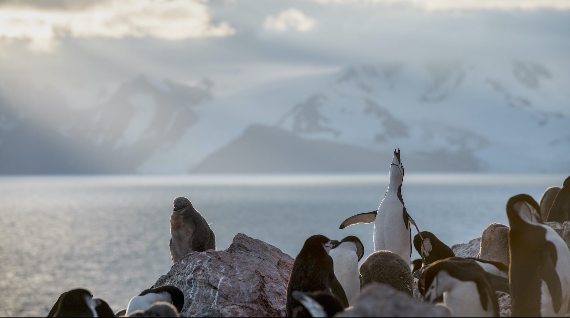 Southern Ocean, Antarctic protection, Global cooperation, Conservation efforts, 2000x1120 HD Desktop