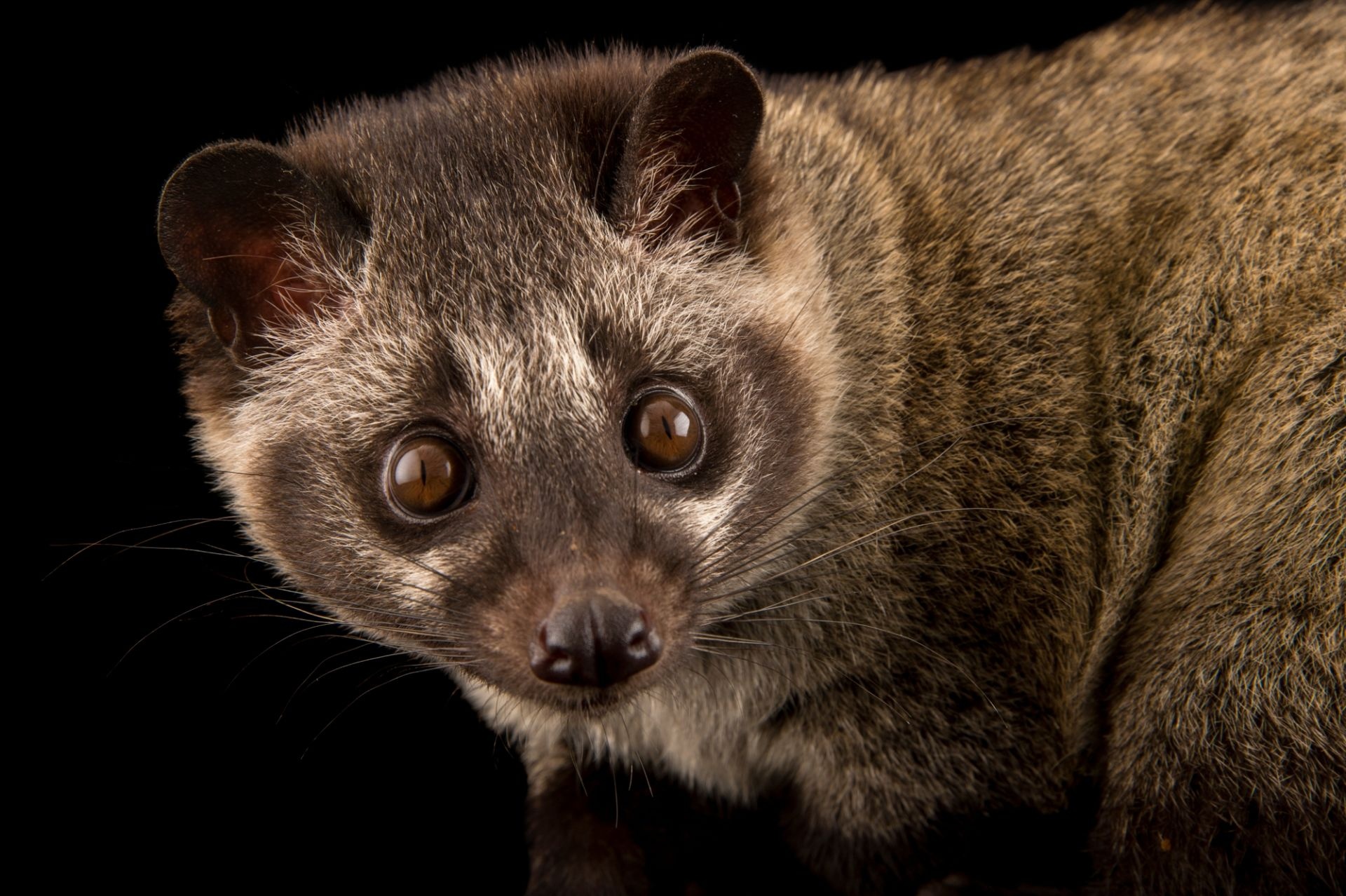 Asian palm civet, Nature HD wallpapers, 1920x1280 HD Desktop