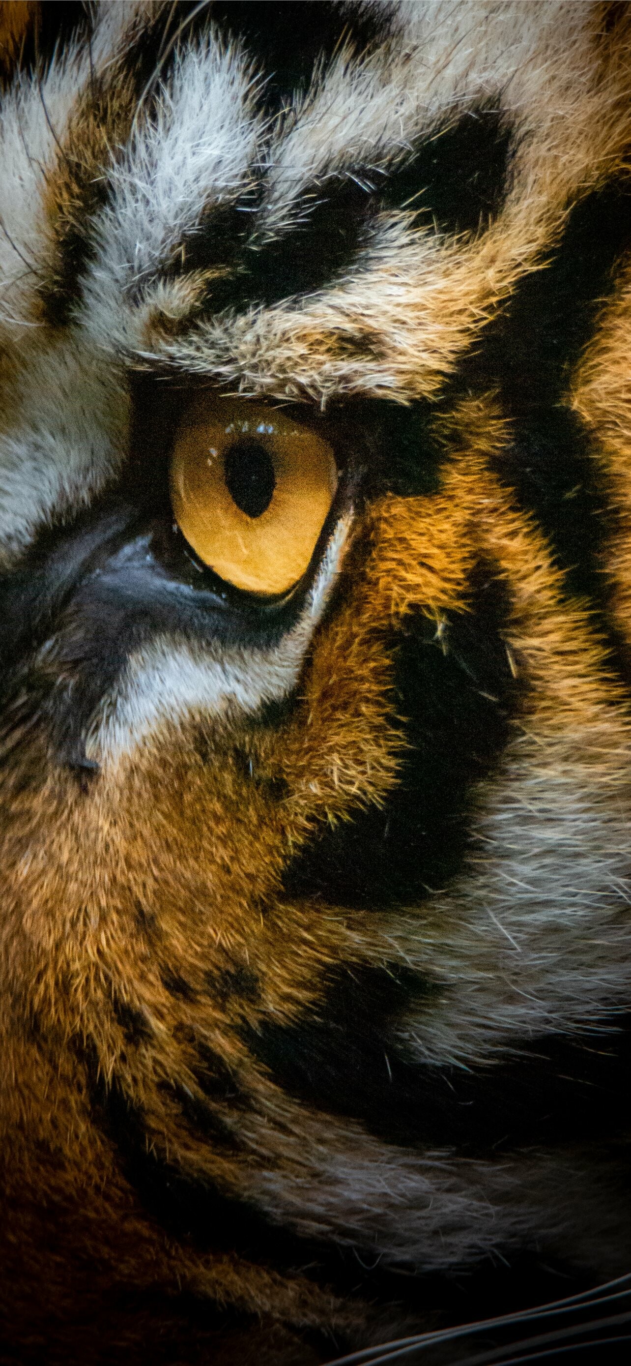 Exquisite tiger wallpapers, Majestic feline beauty, 1290x2780 HD Phone