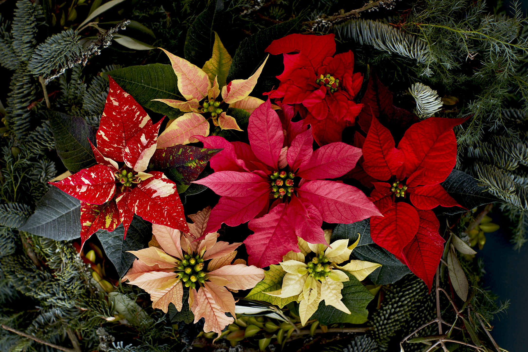 Different kinds, Poinsettia Wallpaper, 2180x1450 HD Desktop