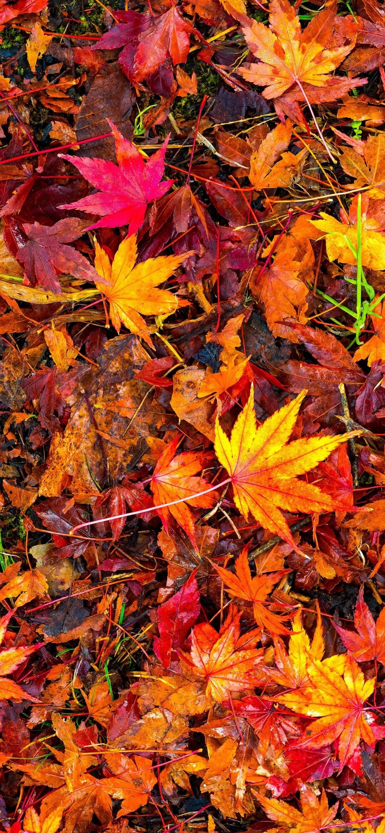 Fall foliage, Autumn colors, Nature's tapestry, Seasonal beauty, 1250x2690 HD Phone