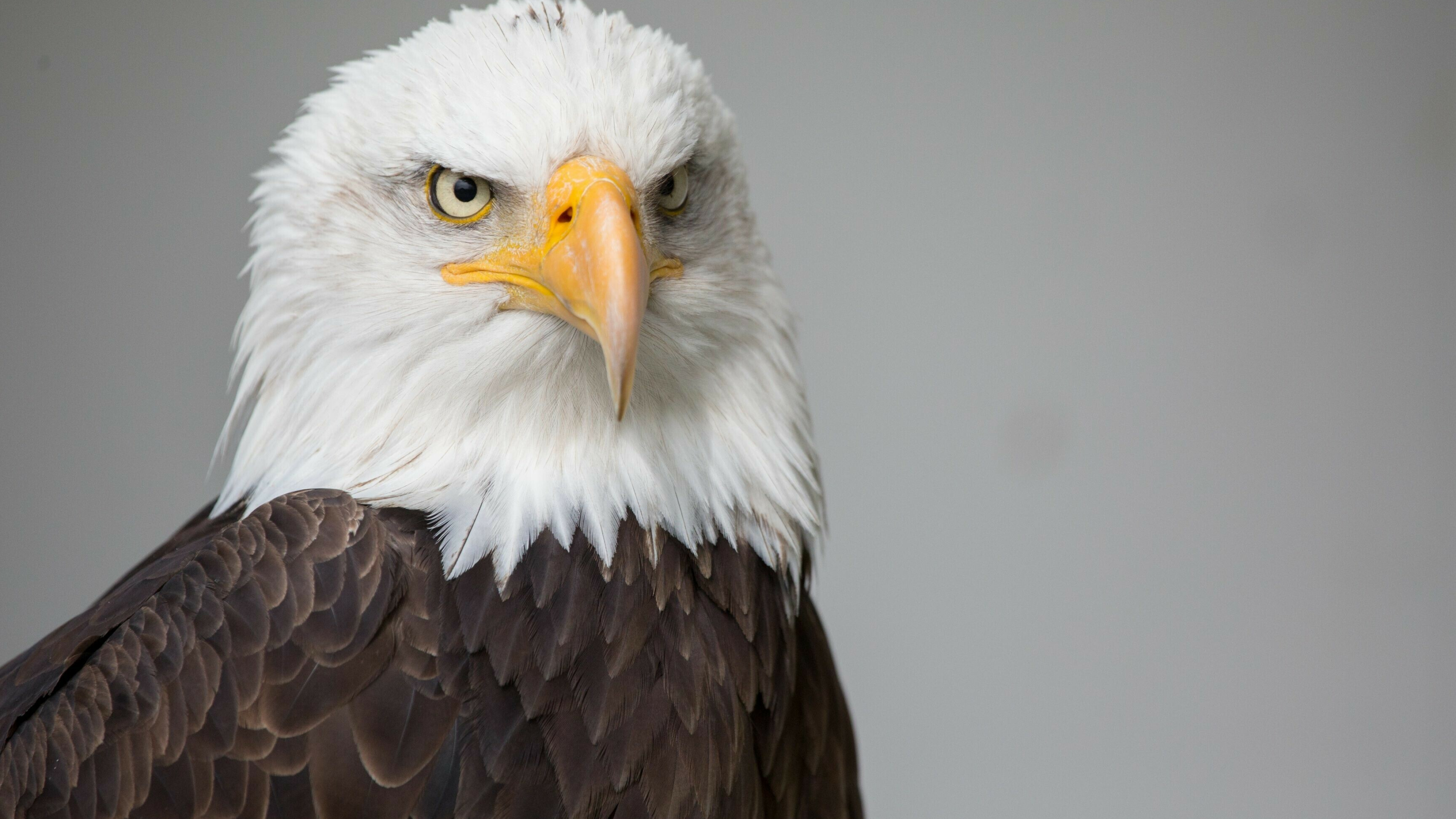 Bald eagle, Eagles Wallpaper, 3840x2160 4K Desktop