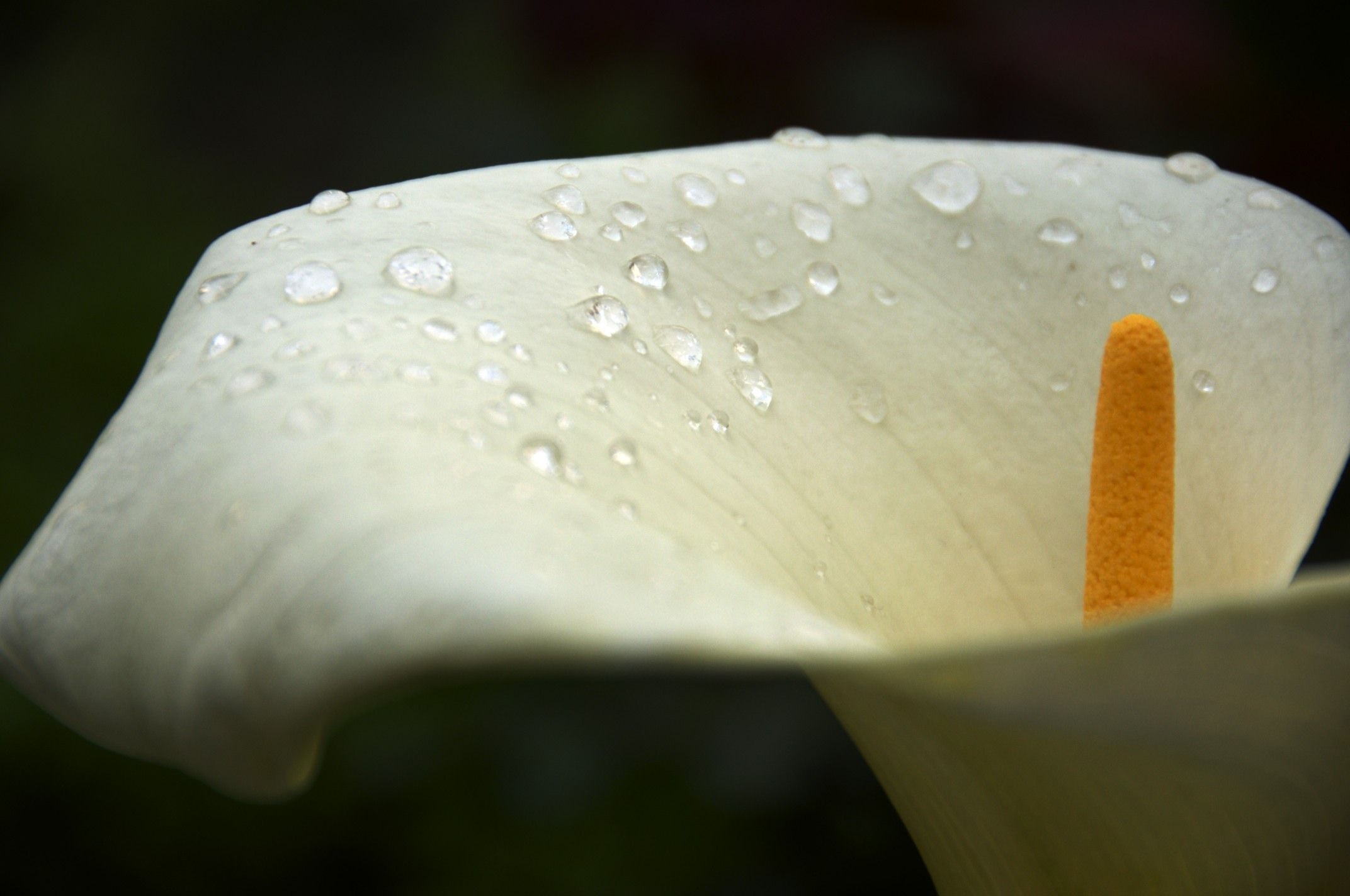 Close-up, Calla Lilies Wallpaper, 2150x1430 HD Desktop