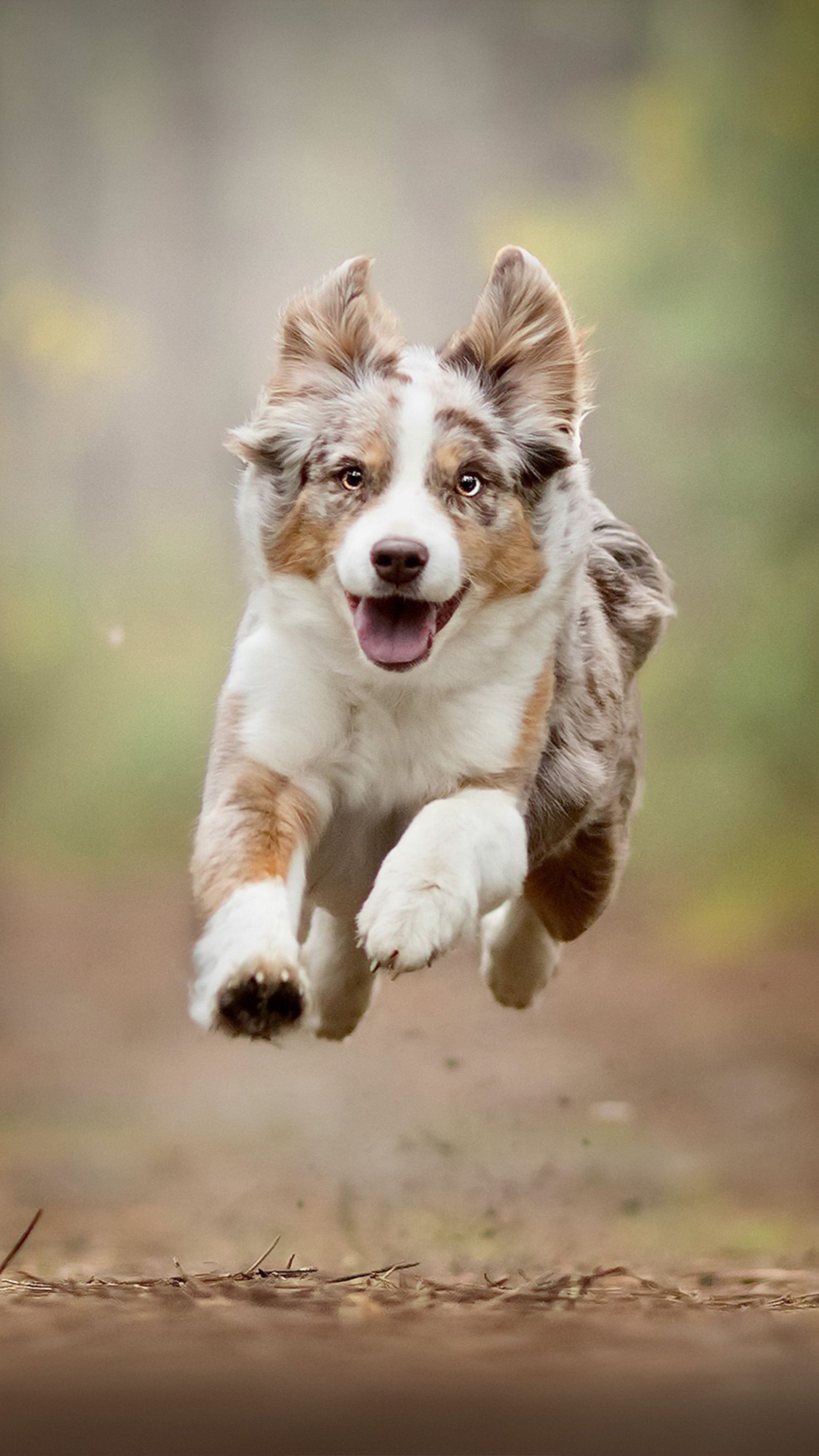 Australian Shepherd puppy, Dog Sports Wallpaper, 2160x3840 4K Phone