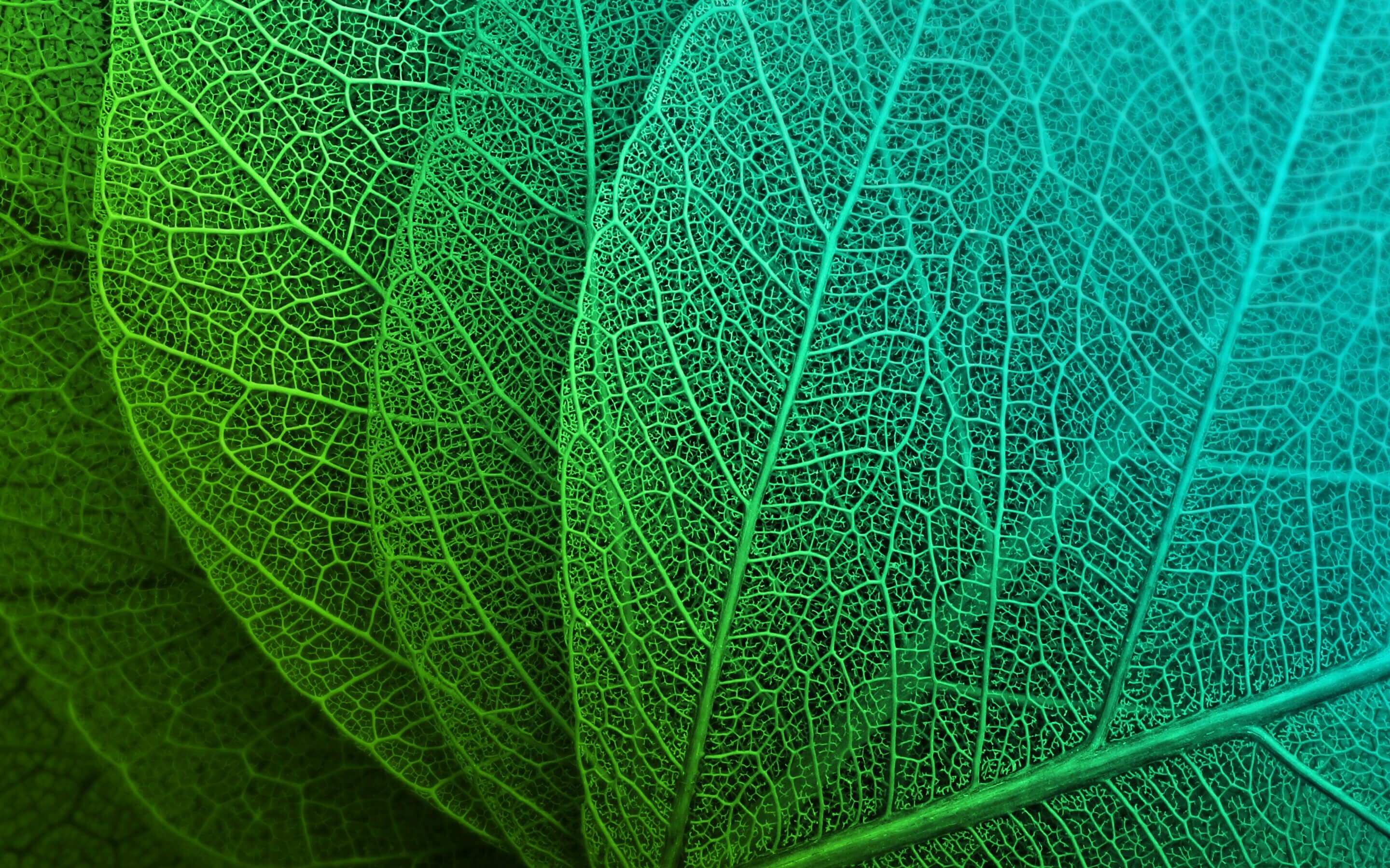 Leaf macro, HD wallpapers, 2880x1800 HD Desktop