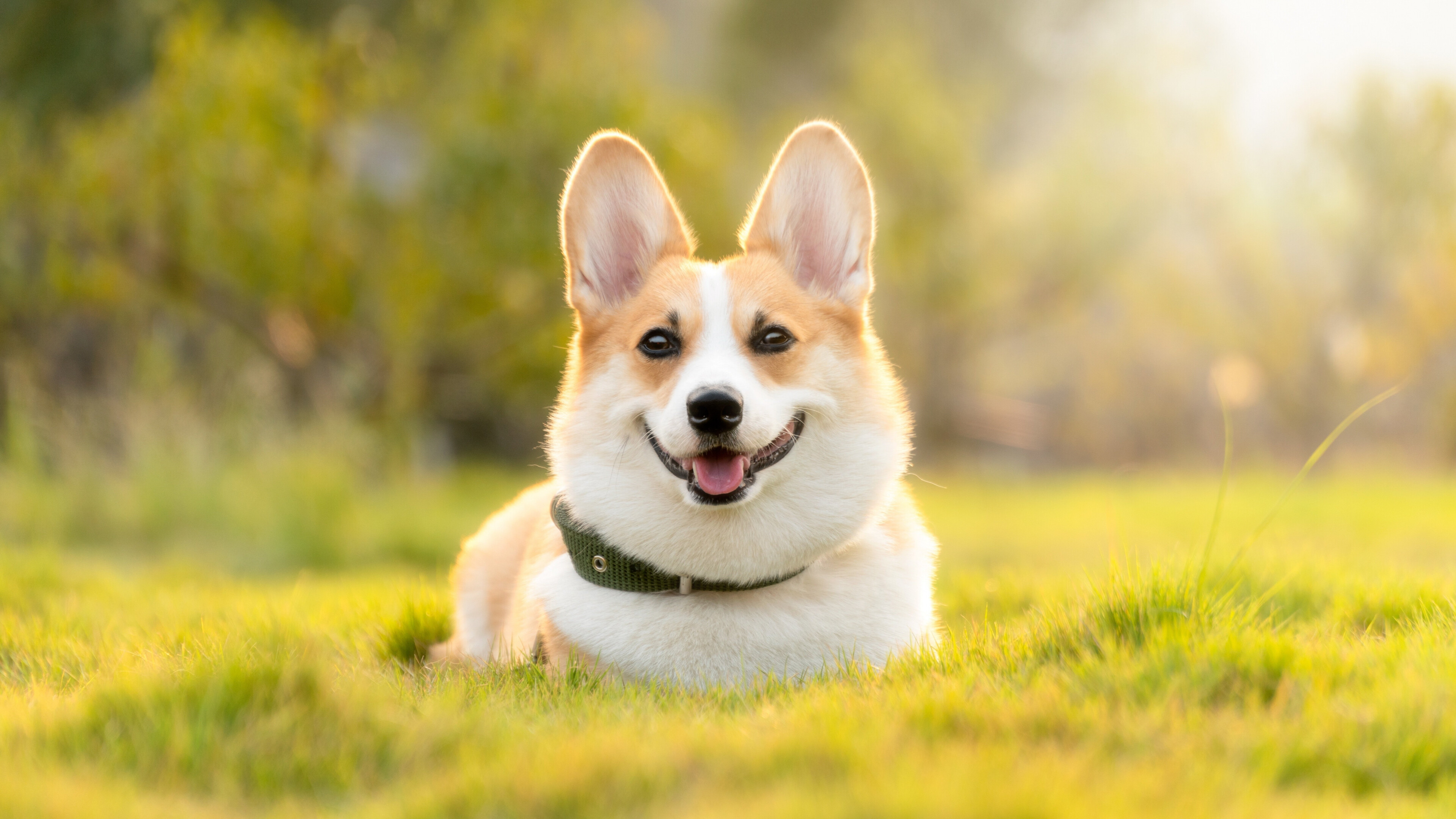 Pembroke Welsh Corgi, Dogs Wallpaper, 3840x2160 4K Desktop