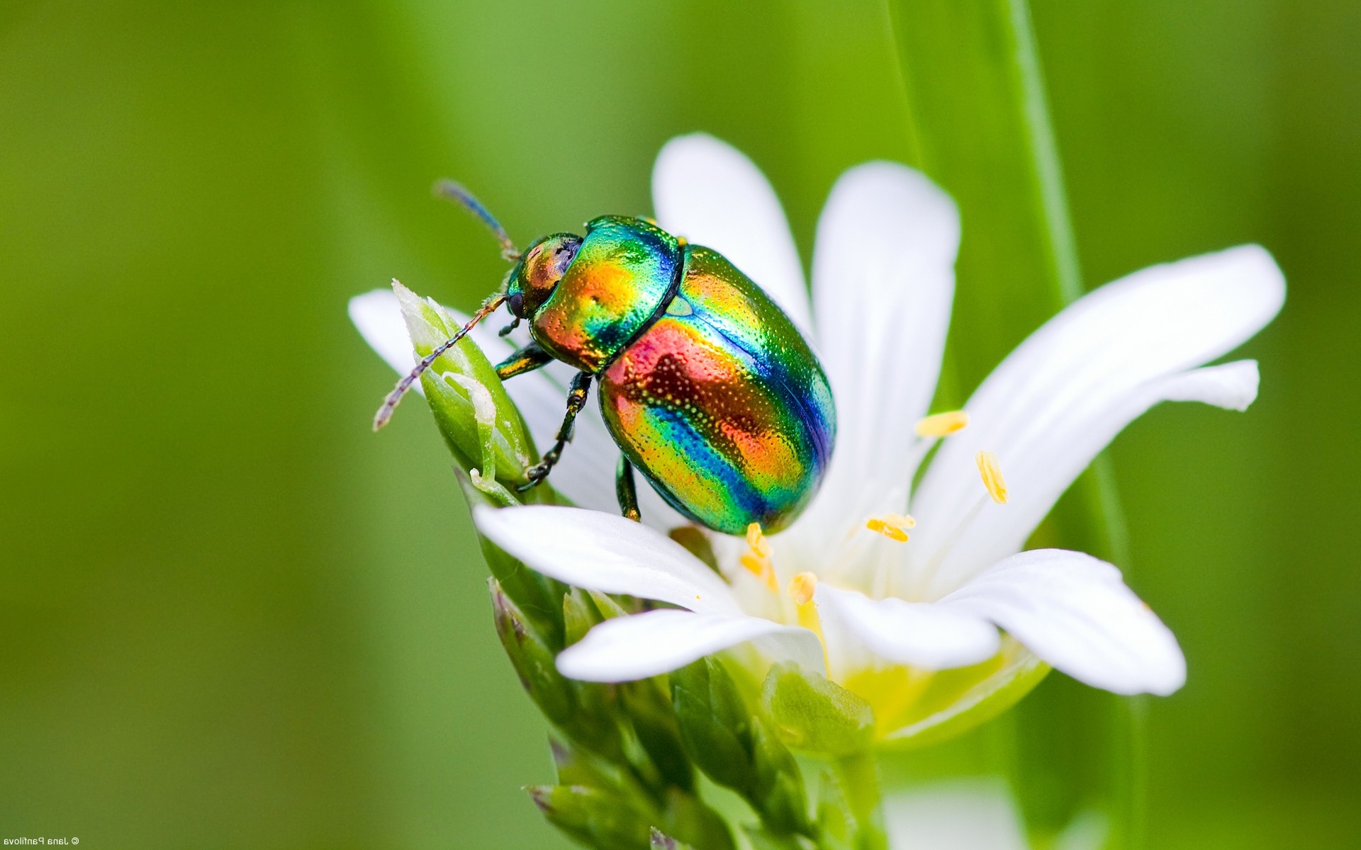 Chrysolina, Insects Wallpaper, 1920x1200 HD Desktop