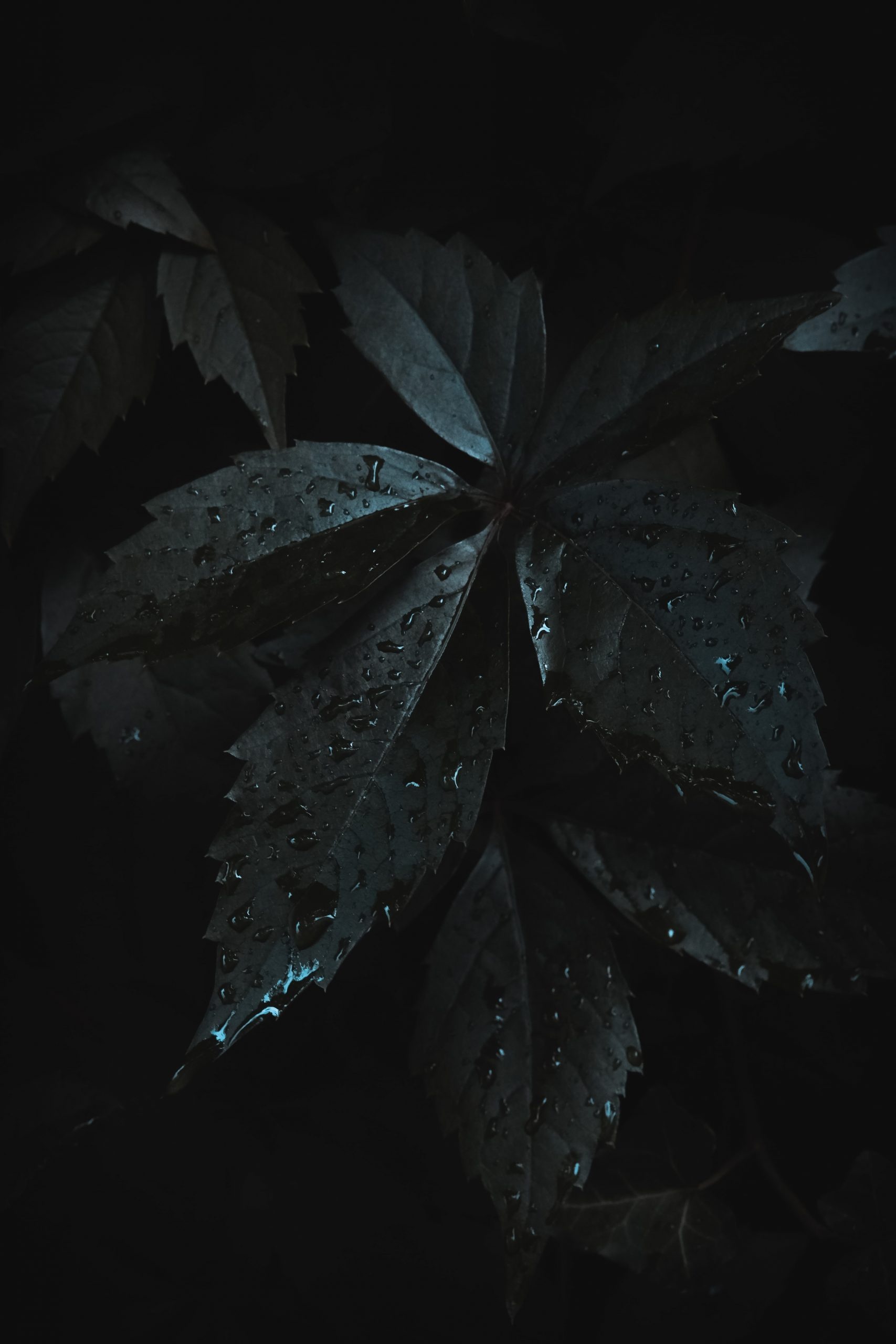 Leaves, Dark Wallpaper, 1710x2560 HD Phone