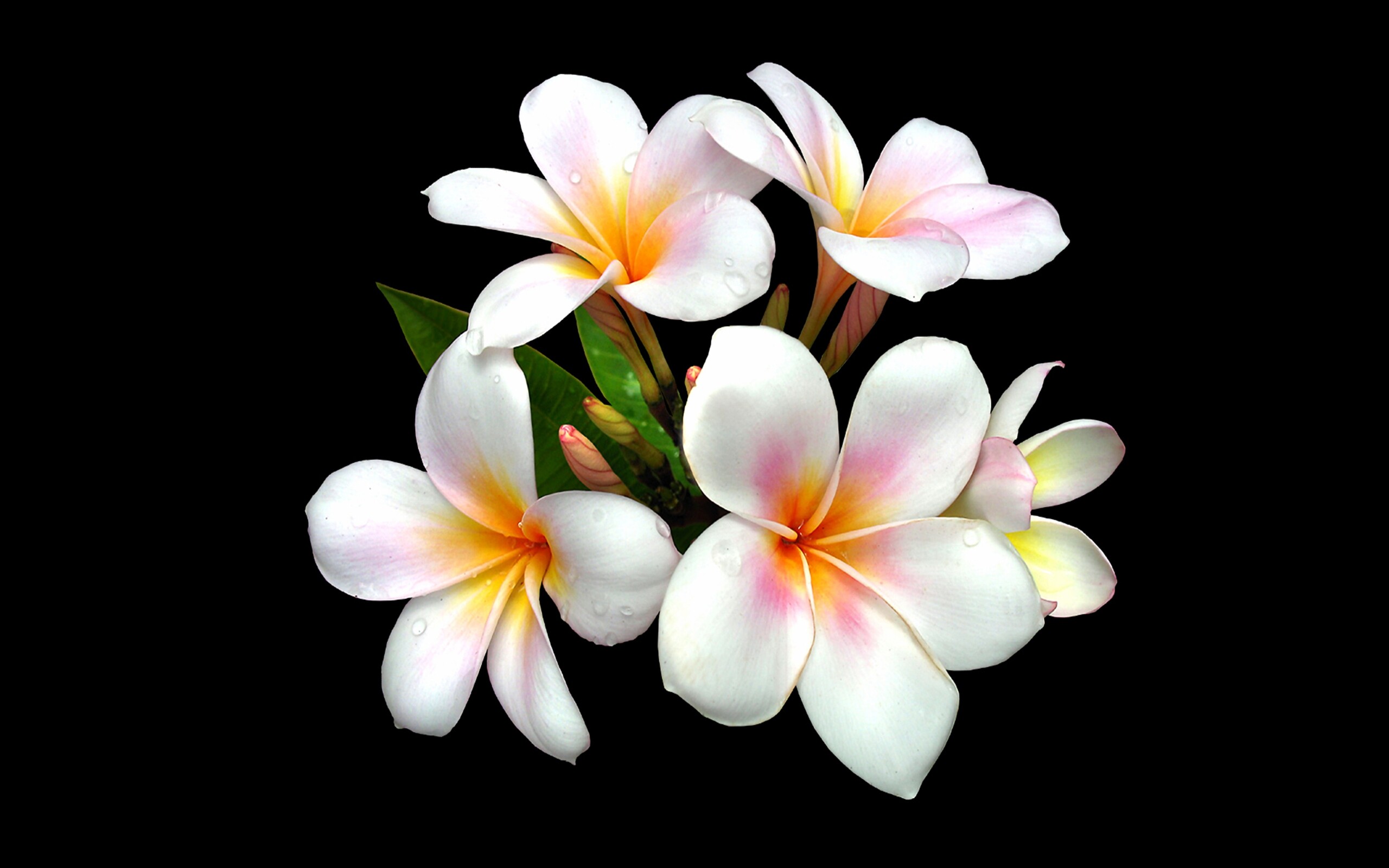 Earth frangipani flower, White floral elegance, Botanical beauty, Exquisite blooms, 2560x1600 HD Desktop