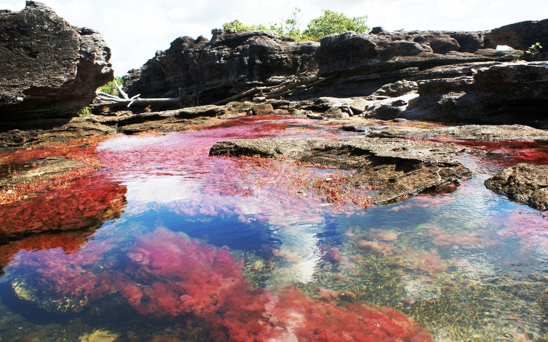 Serrania de la Macarena, Cao Cristales HD wallpaper, 1920x1200 HD Desktop