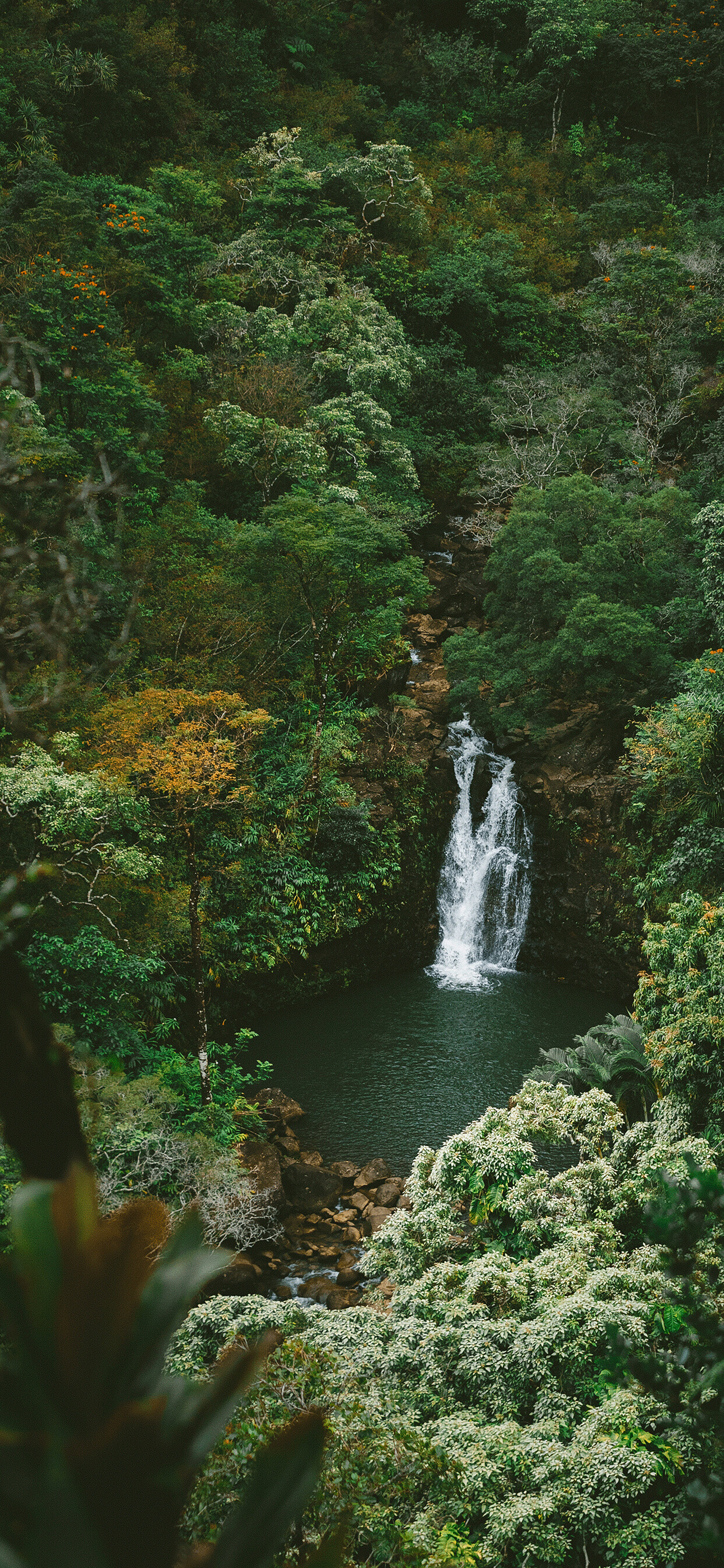 Lush greenery, Majestic trees, Tropical paradise, Serene nature, 1250x2690 HD Phone