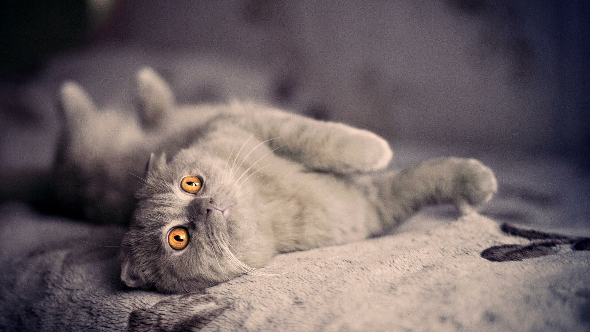 Scottish Fold, HD wallpaper, Scottish charm, Irresistible cuteness, 1920x1080 Full HD Desktop