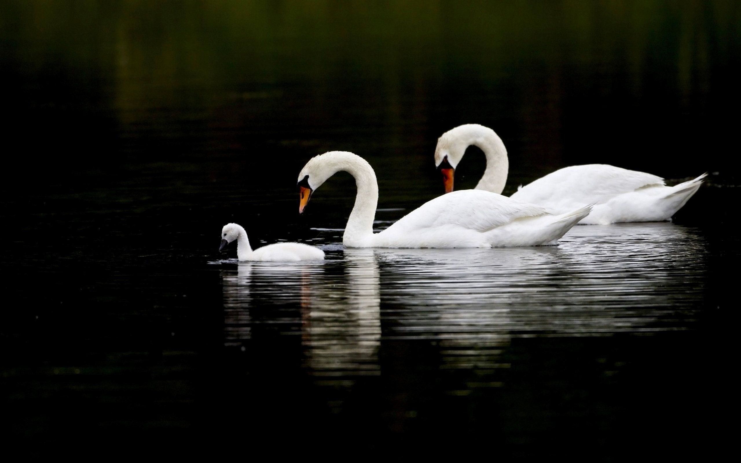 Family, Swans Wallpaper, 2560x1600 HD Desktop