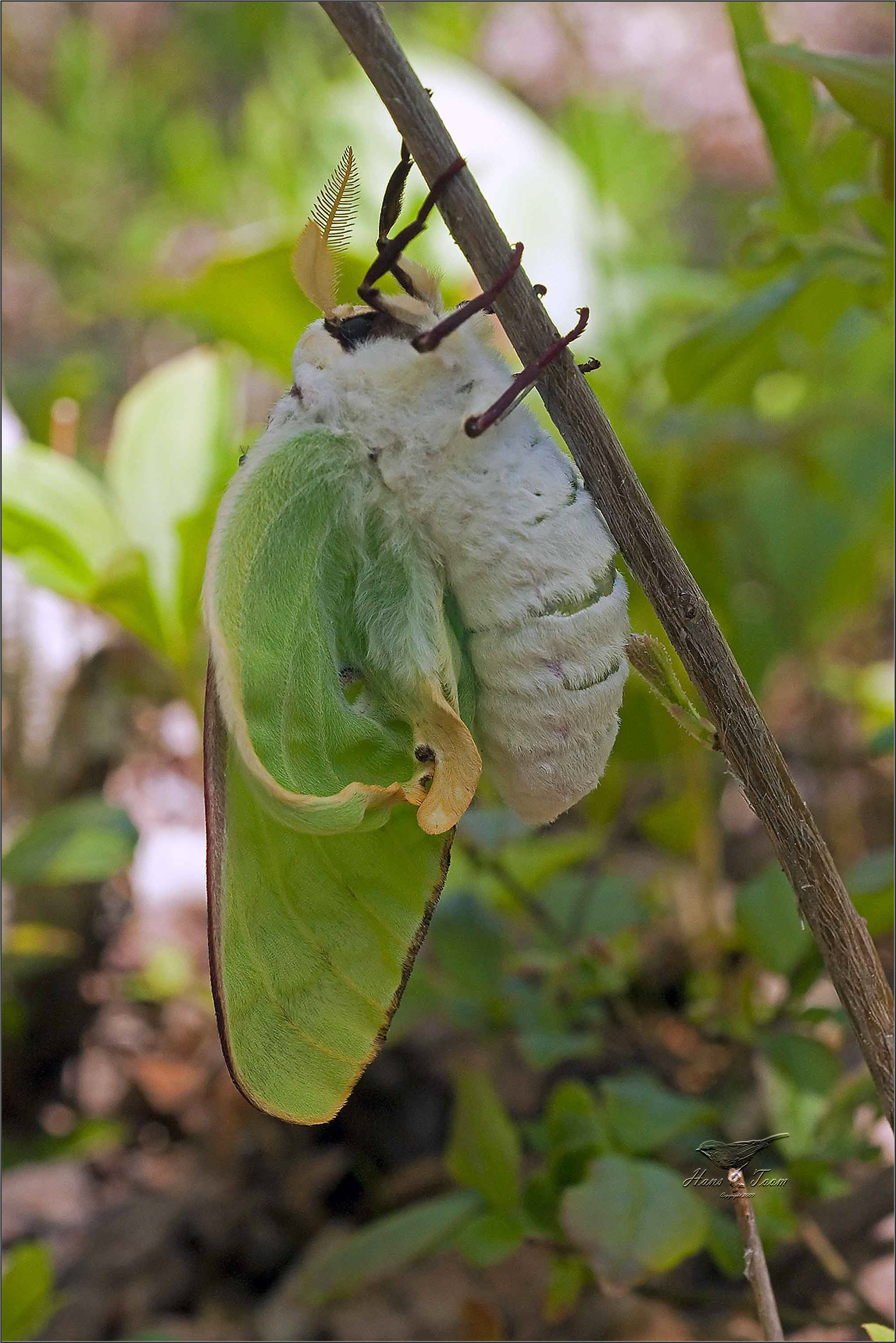 Stunning luna moth pictures, High-quality images, 4K wallpapers, Inspiring nature photography, 2010x3010 HD Phone