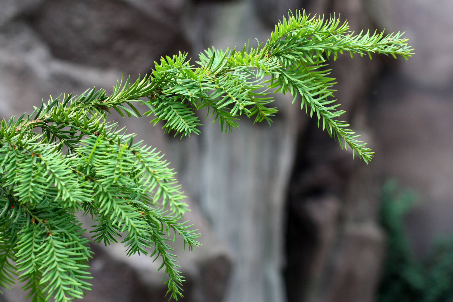 Fir needle image, Christmas tree branch, Majestic rocks, Nature's art, 1920x1280 HD Desktop