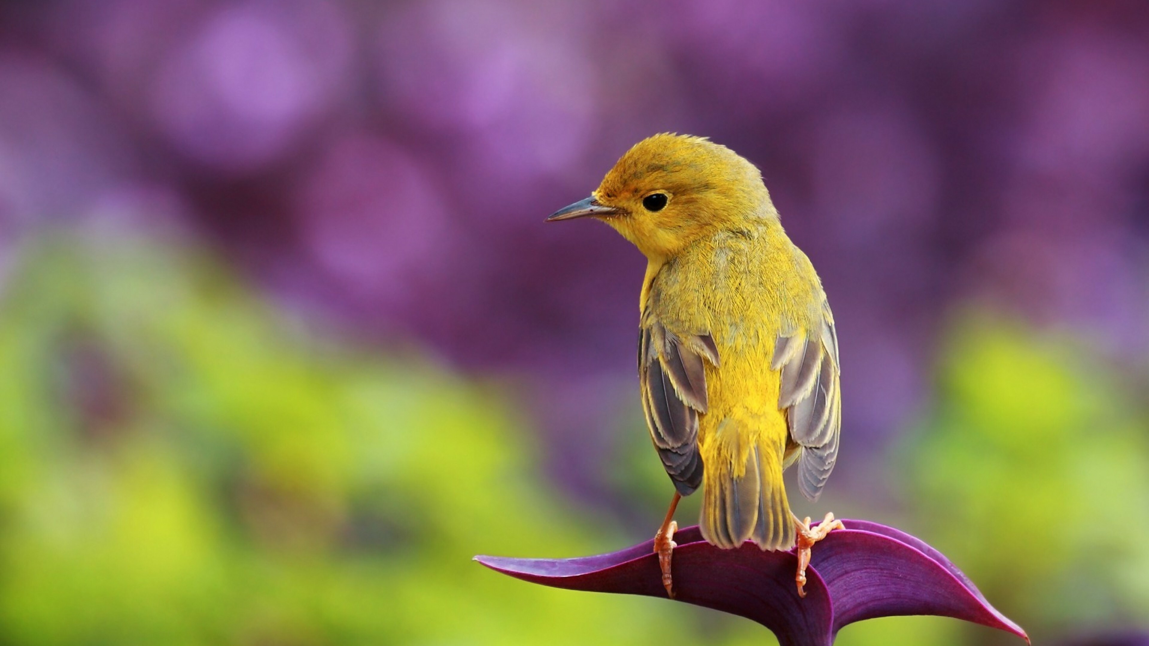 4K background, Cute bird, Widescreen display, Beautiful creature, 3840x2160 4K Desktop