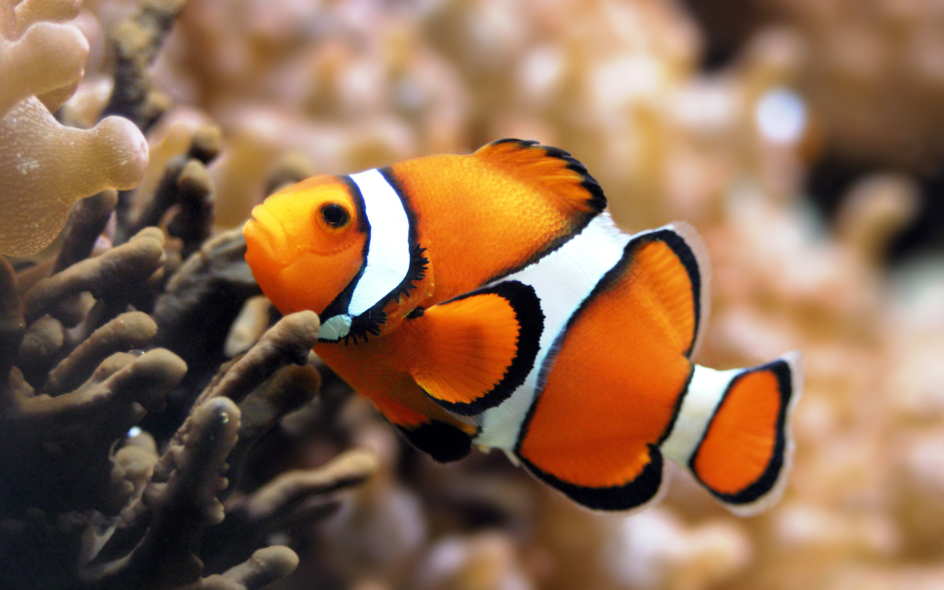 Clownfish, Animal, HQ, 4K, 1920x1200 HD Desktop