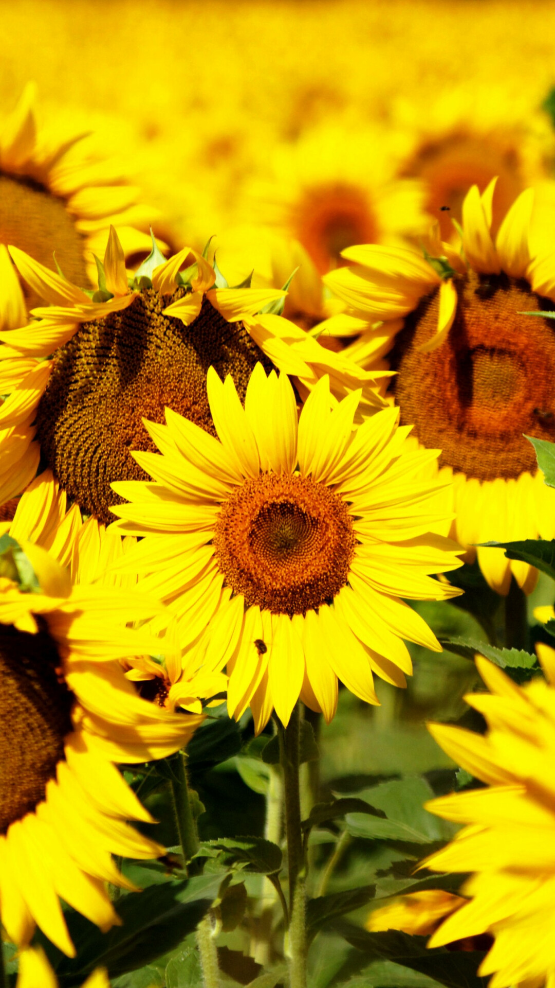 Sunflowers in a field, Breathtaking beauty, 5k wallpaper, Vibrant yellow petals, 1080x1920 Full HD Phone