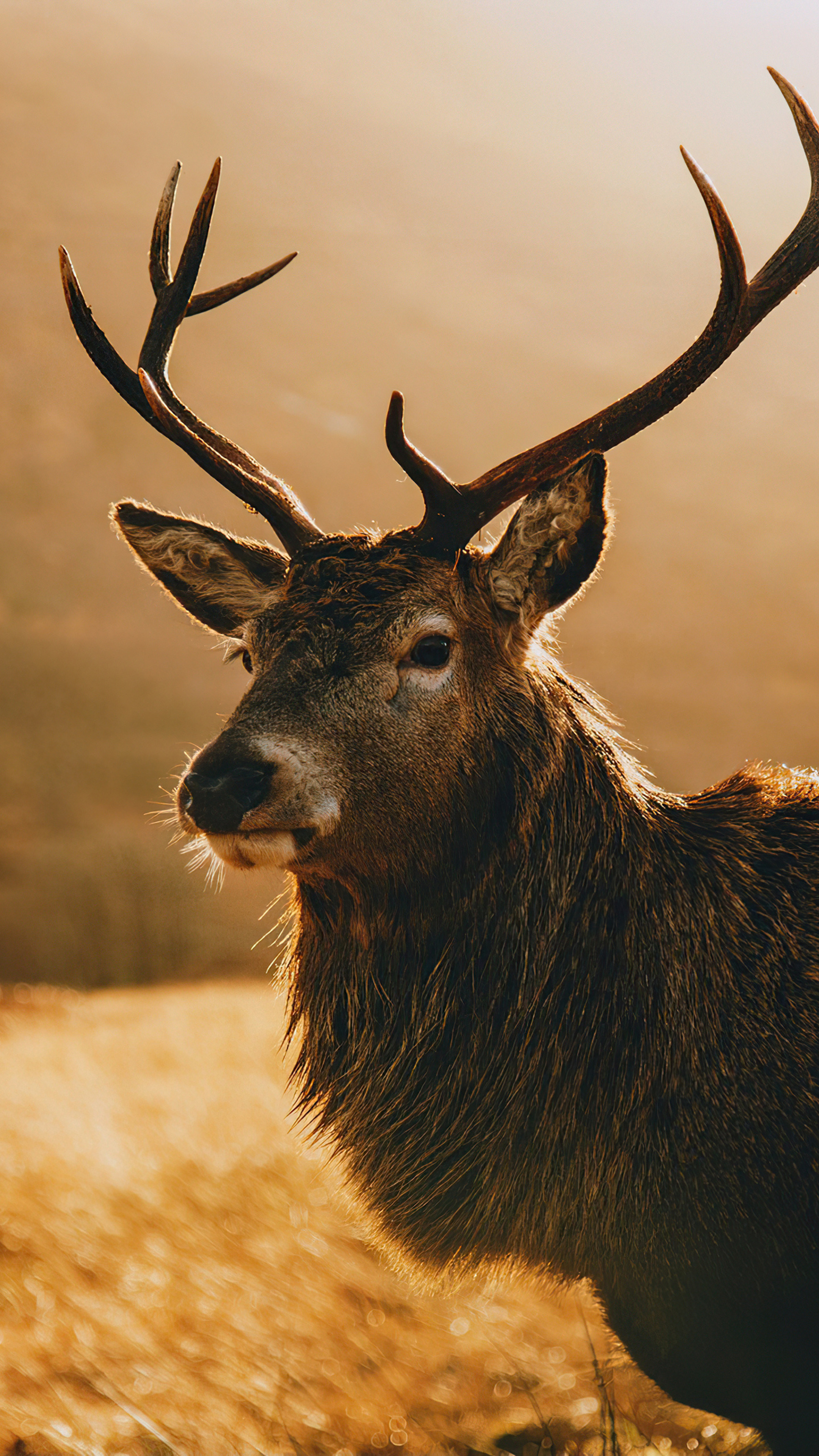 Graceful deer, Morning landscape, Sony Xperia X, Premium 4k, 2160x3840 4K Phone